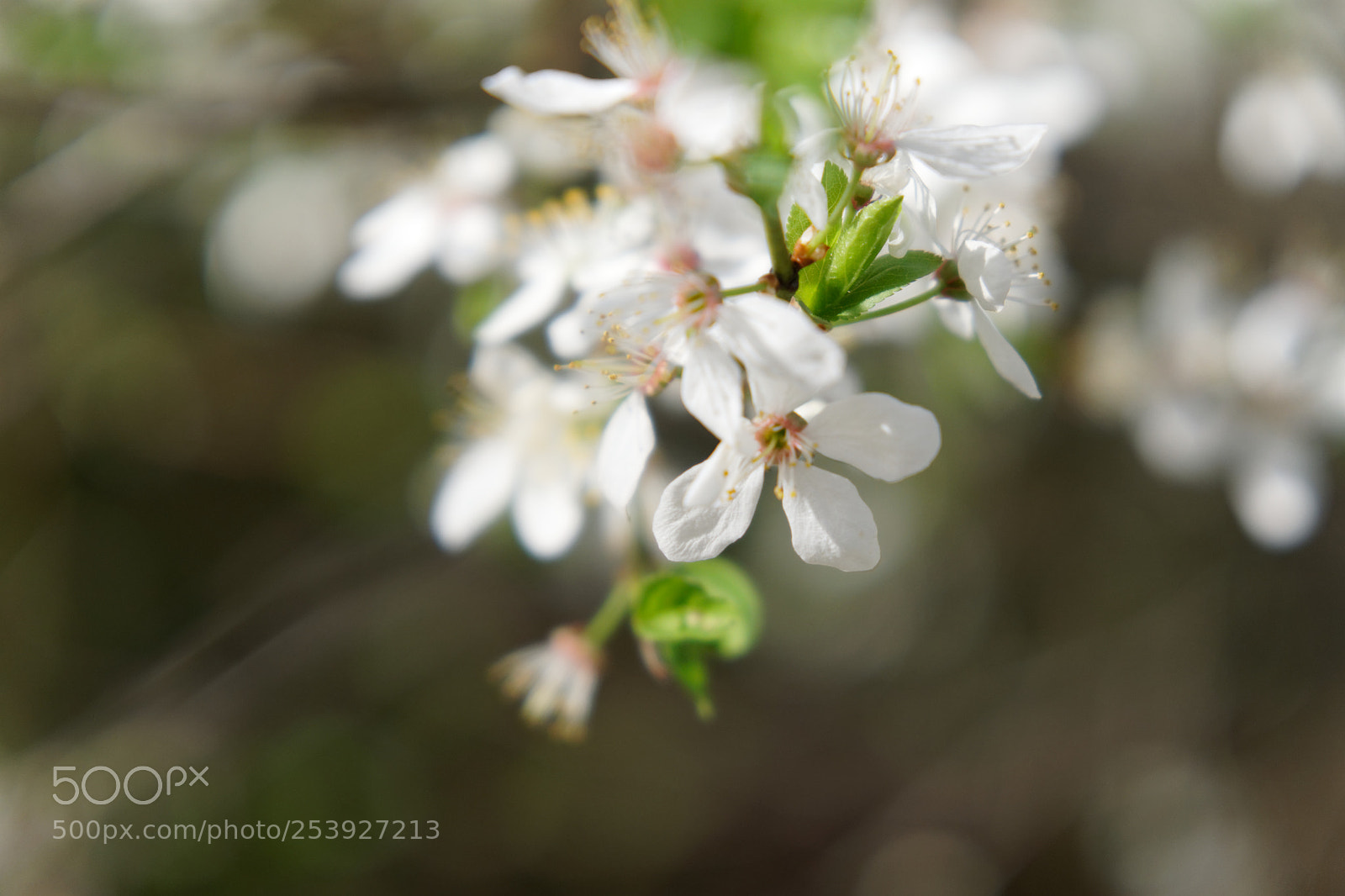 Sony a6000 sample photo. Mirabelle plum photography