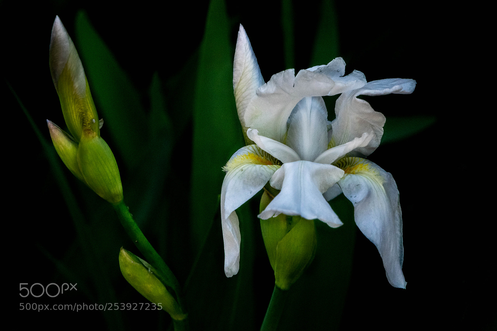 Nikon D3300 sample photo. Complex photography
