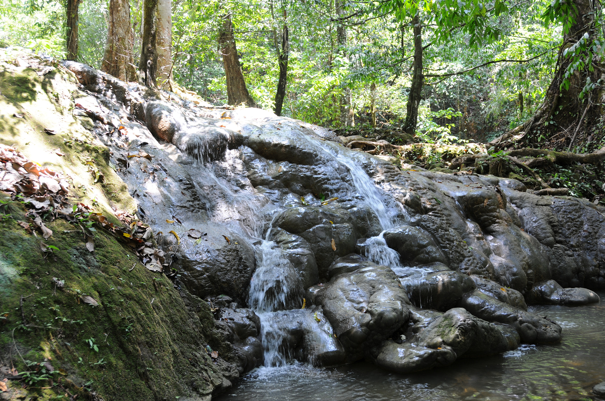 Nikon D300S sample photo. Mysterious forest of thailand photography