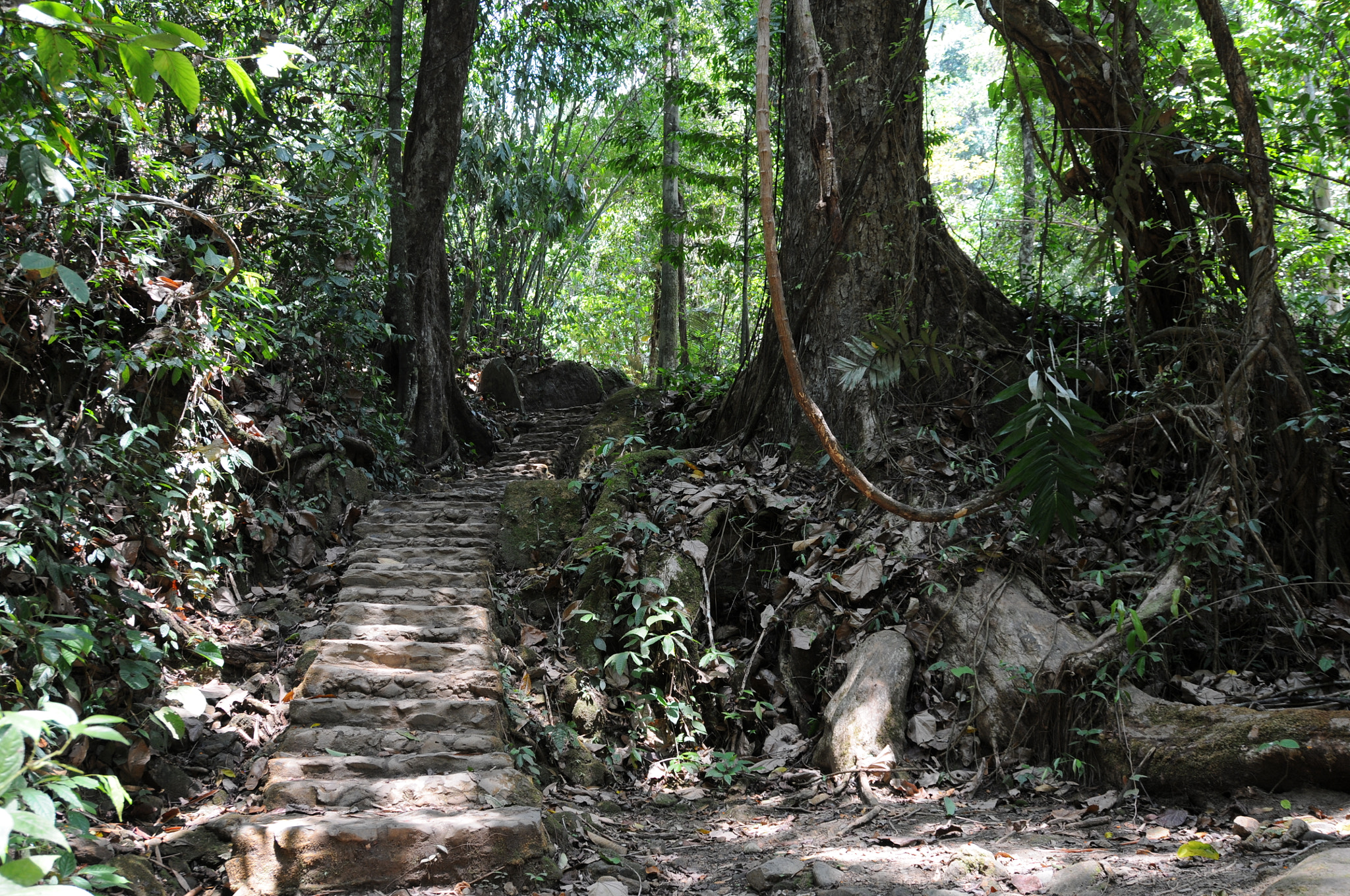 Nikon D300S sample photo. Mysterious forest of thailand photography