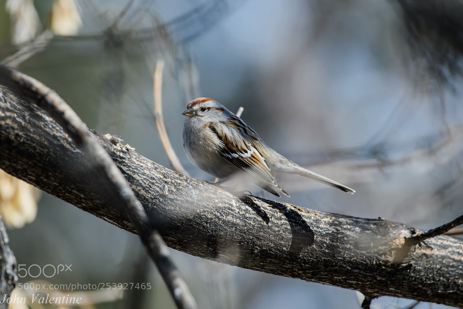 Nikon D850 sample photo. American tree sparrow photography