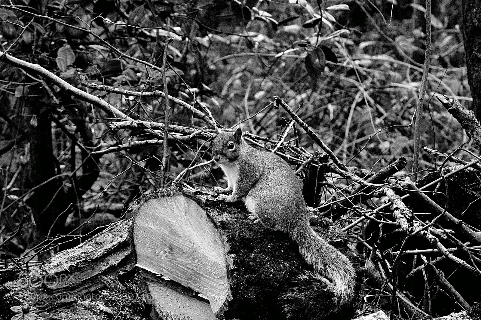 Nikon D3200 sample photo. Squirrel photography