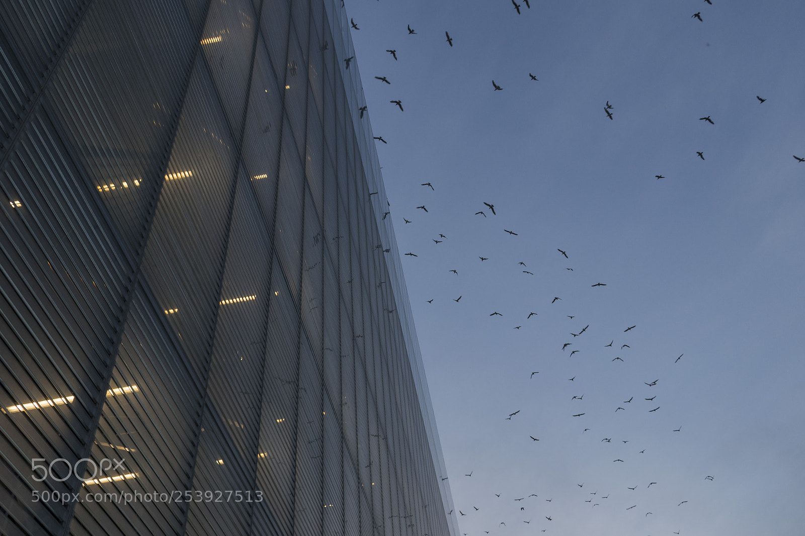 Canon EOS 80D sample photo. Birds reflection photography