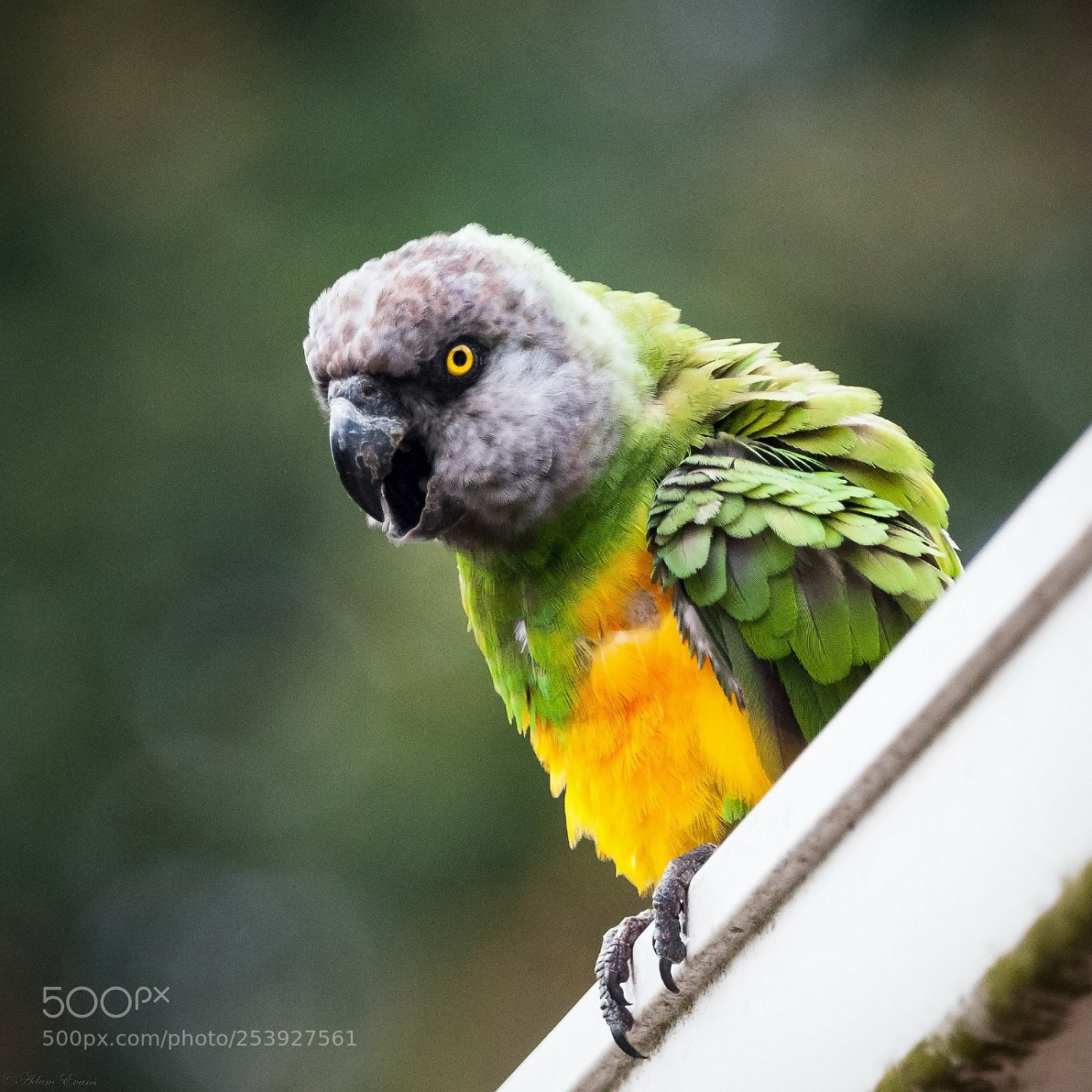 Nikon D300 sample photo. Parrot photography