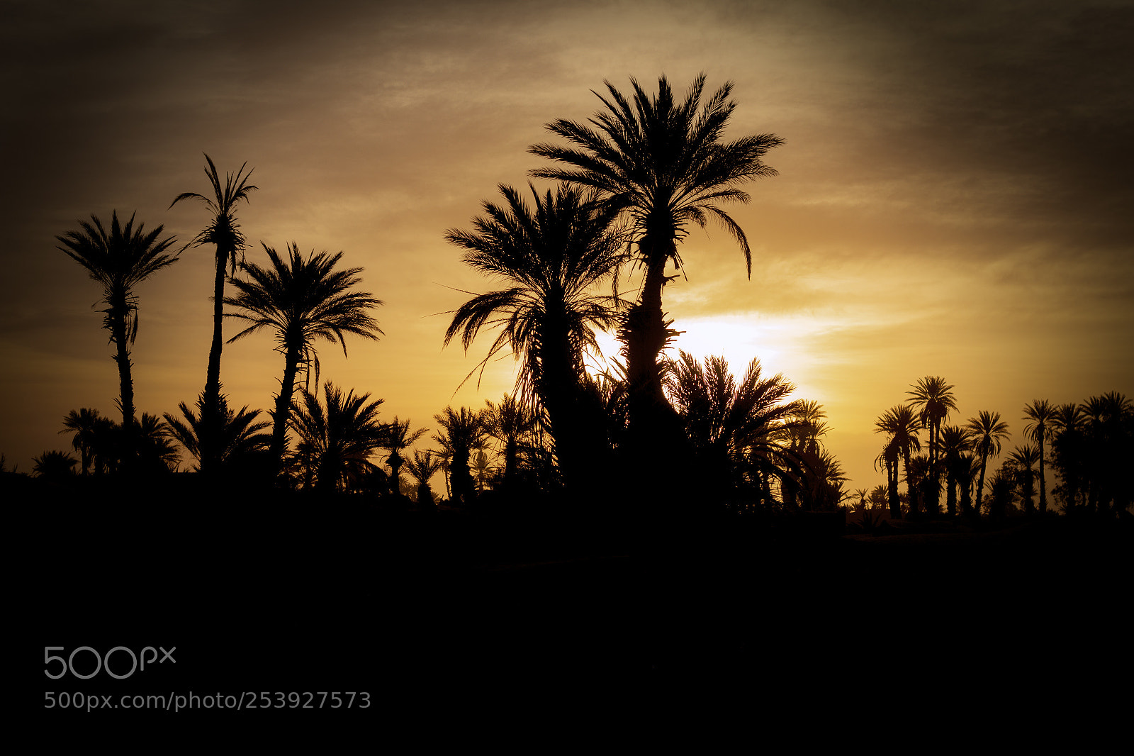 Canon EOS 70D sample photo. The palms photography