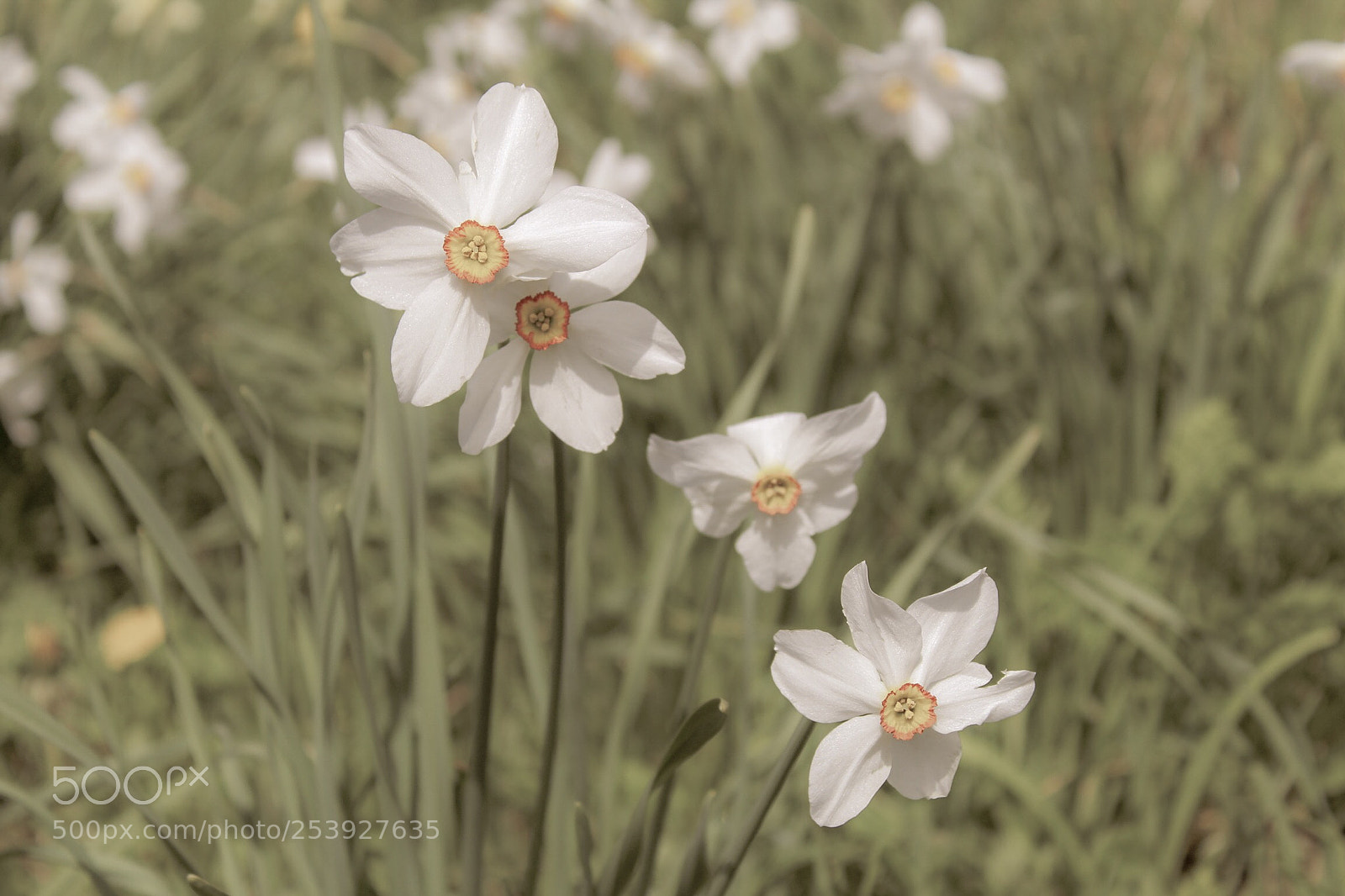Canon EOS 1300D (EOS Rebel T6 / EOS Kiss X80) sample photo. Narcissus radiiflorus photography