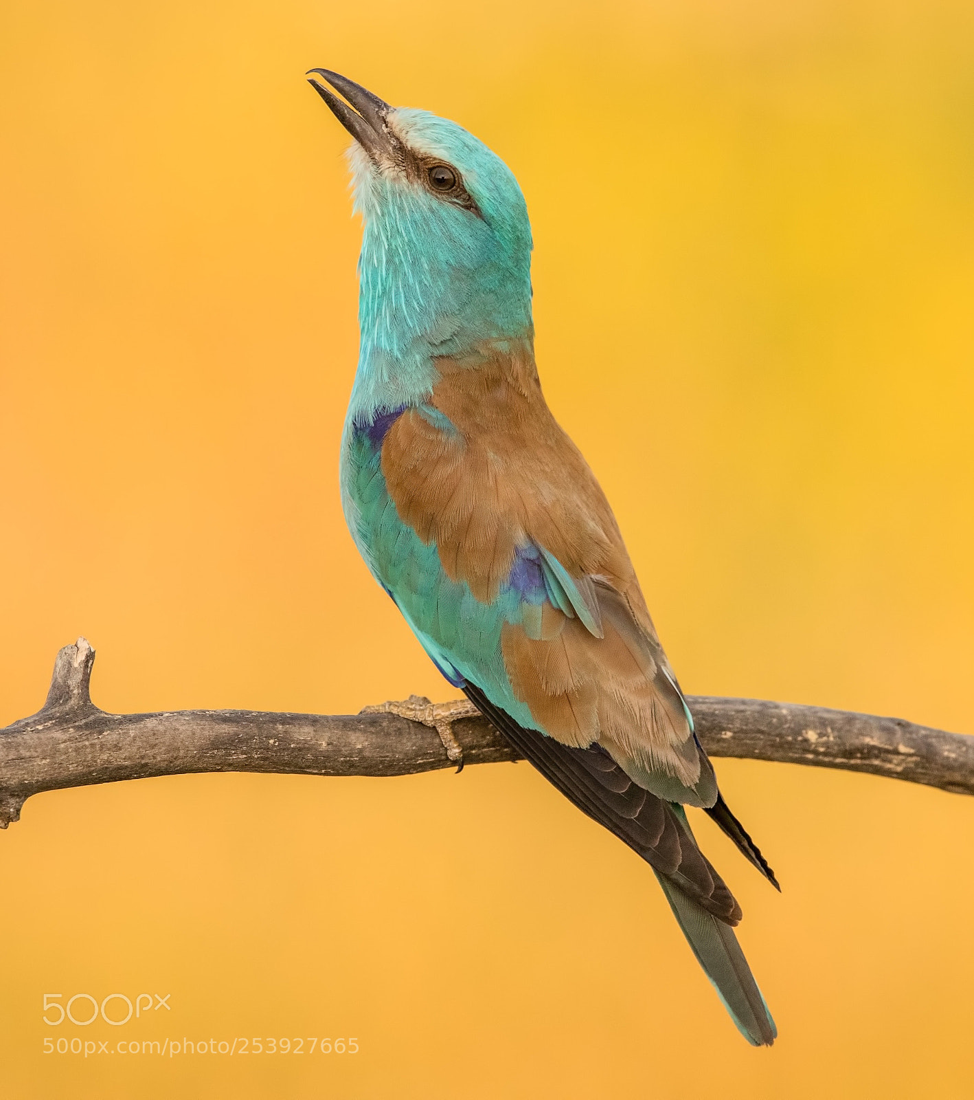 Canon EOS-1D X Mark II sample photo. European roller coracias garrulus photography