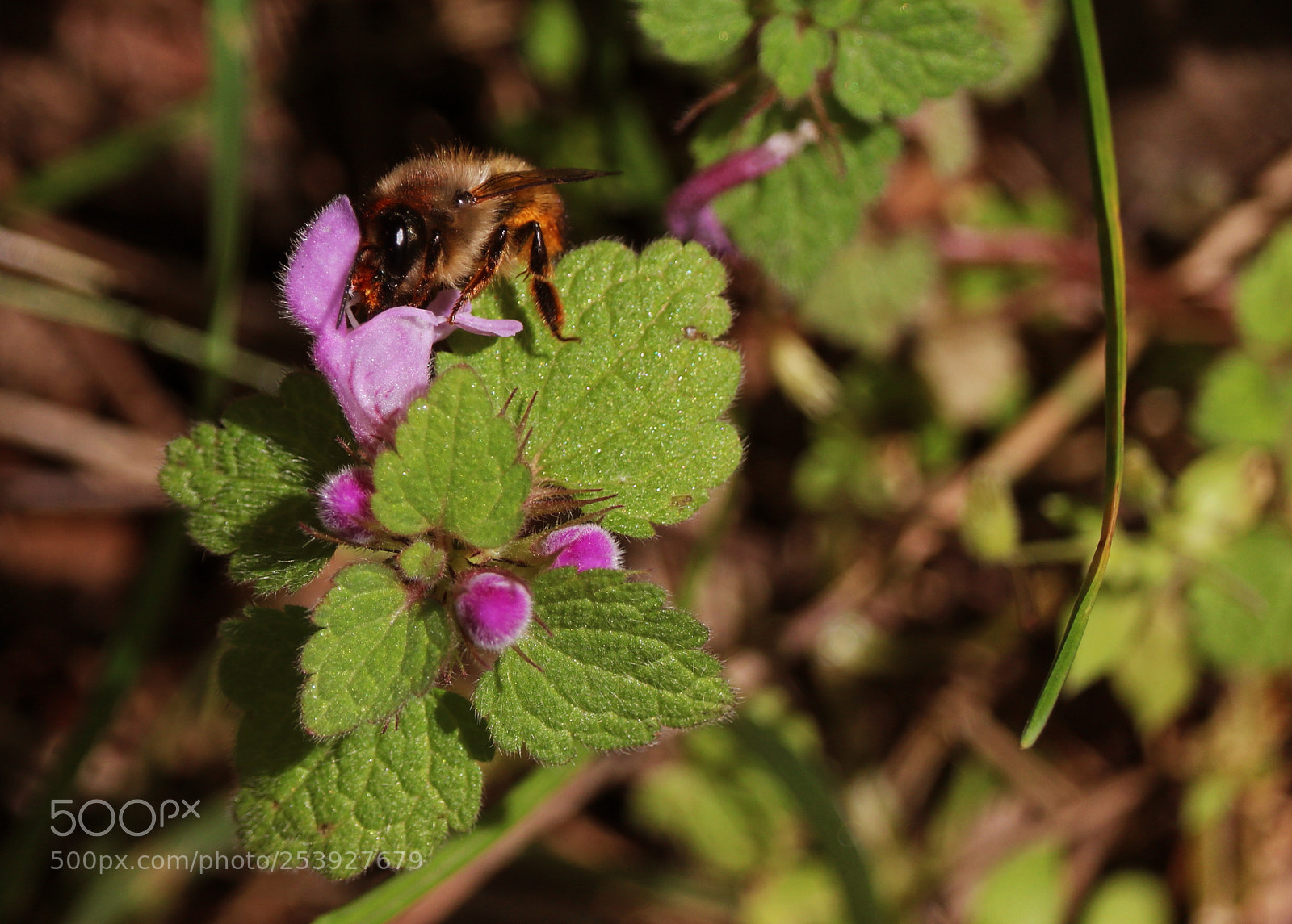 Canon EOS 760D (EOS Rebel T6s / EOS 8000D) sample photo. Eat photography