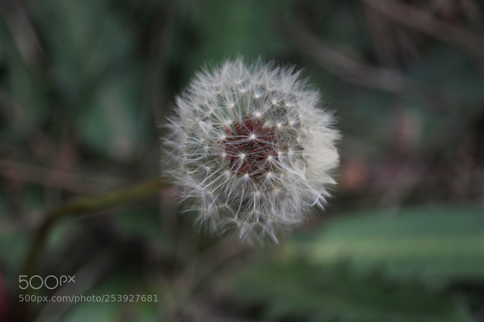Canon EOS 760D (EOS Rebel T6s / EOS 8000D) sample photo. Karahindiba photography