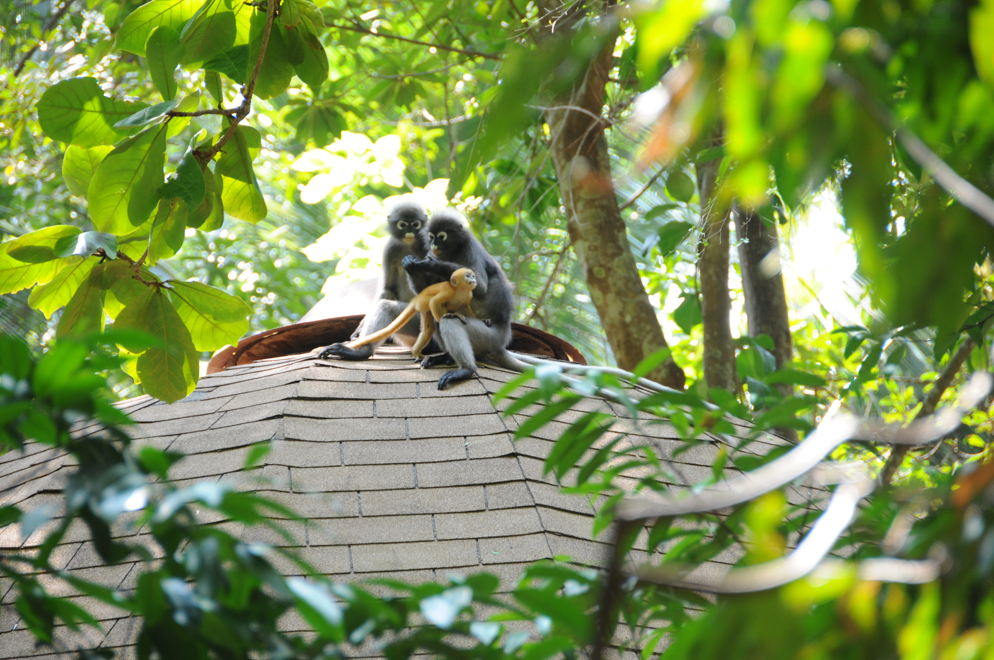 Nikon D300S sample photo. A family of monkeys photography