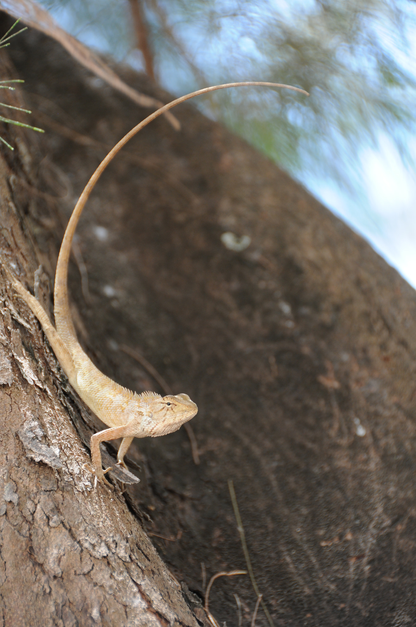 Nikon D300S sample photo. The nature of thailand photography