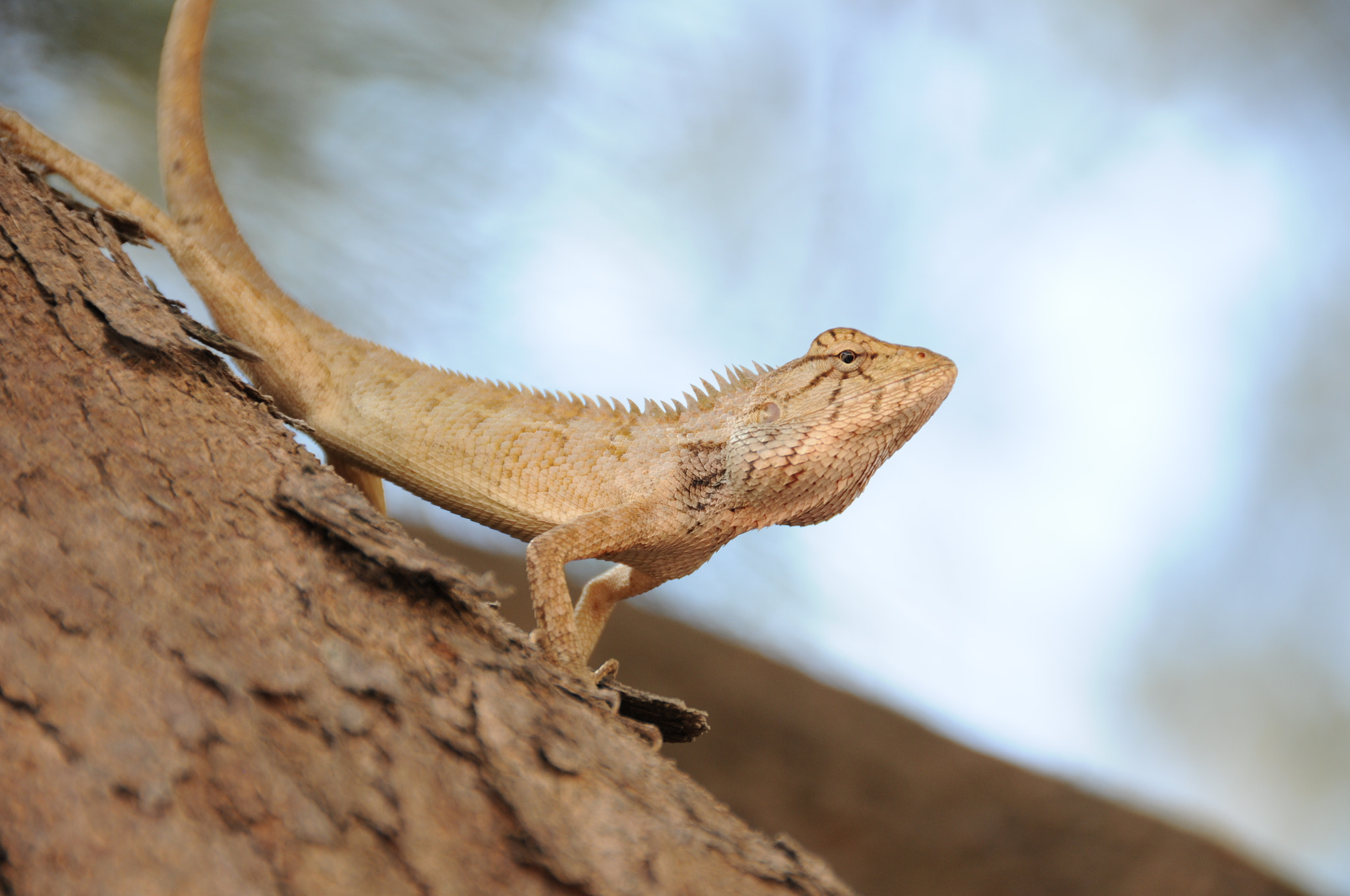 Nikon D300S sample photo. The nature of thailand photography