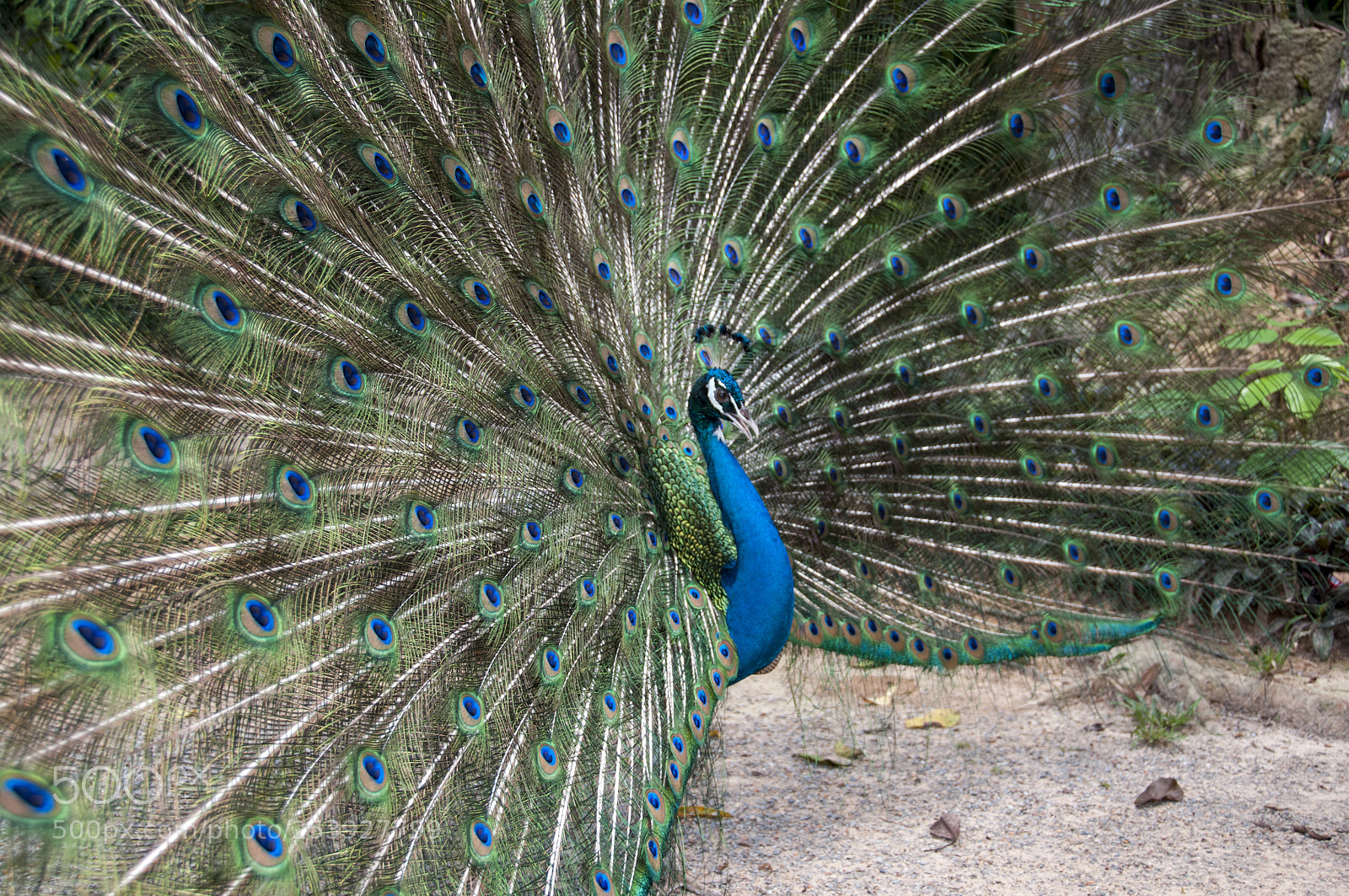 Nikon D300S sample photo. Handsome peacock photography