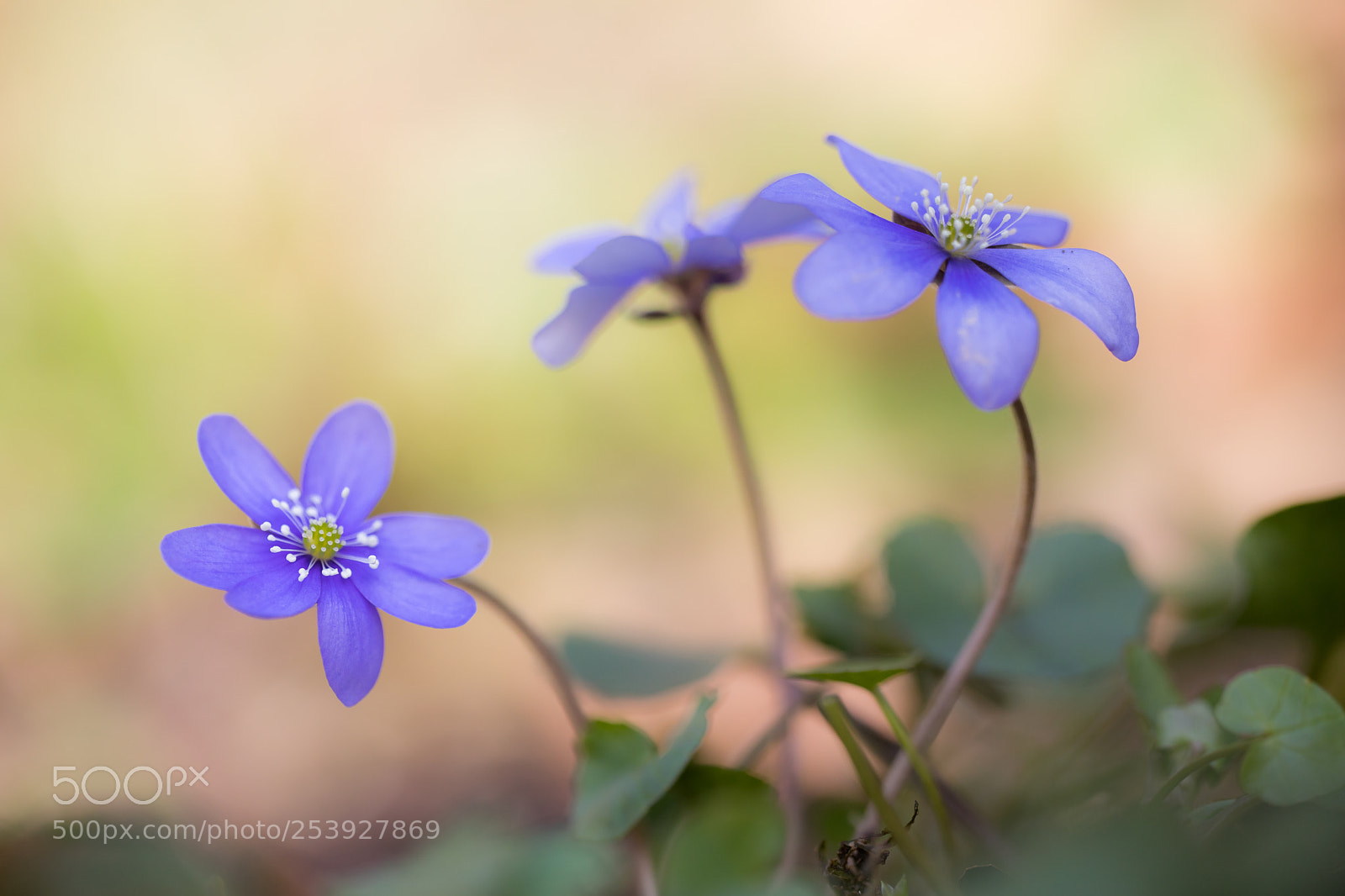 Canon EOS 5D Mark IV sample photo. Anemone hepatica - leberbl photography