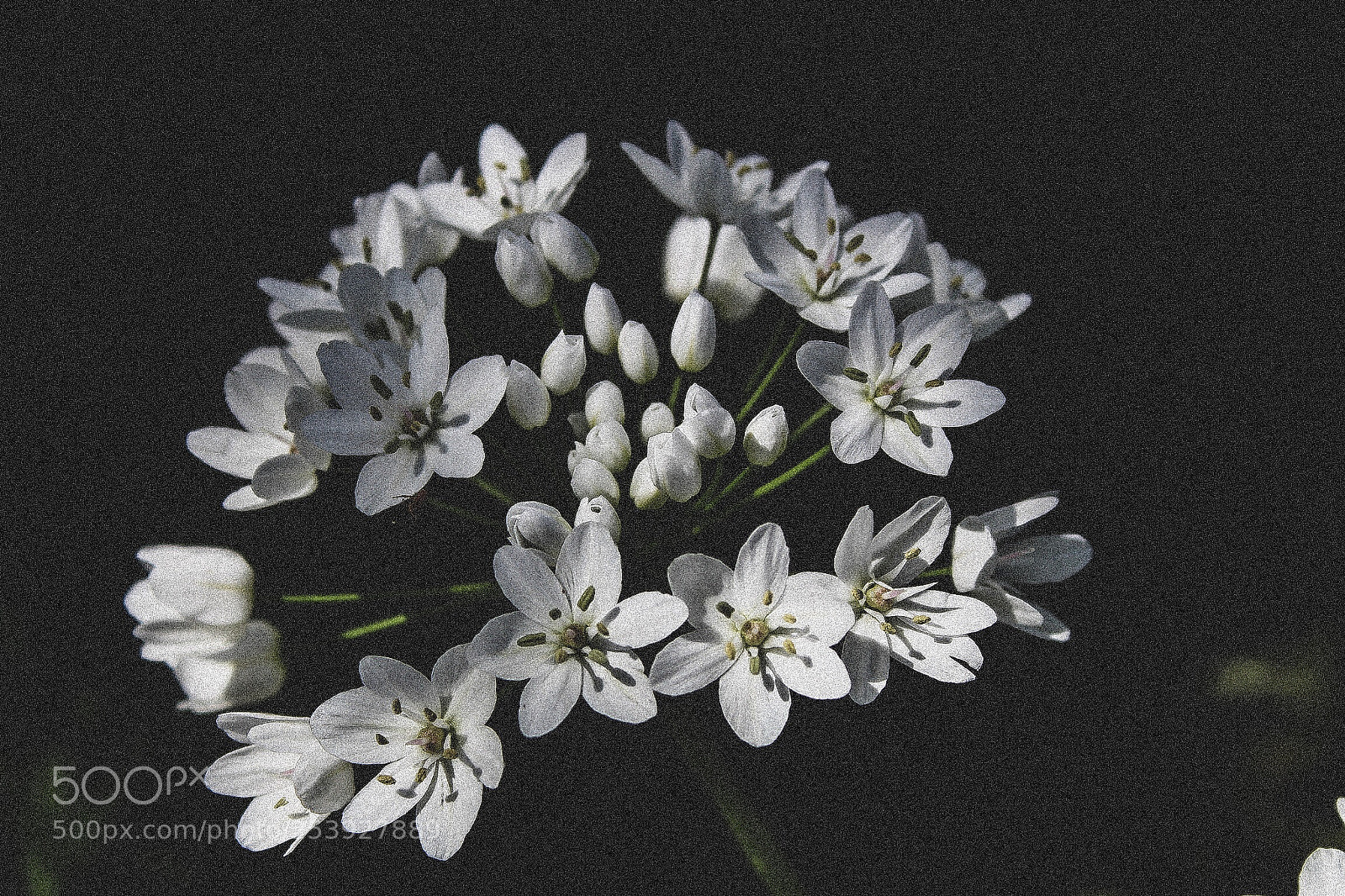 Canon EOS 1300D (EOS Rebel T6 / EOS Kiss X80) sample photo. Flower ? photography