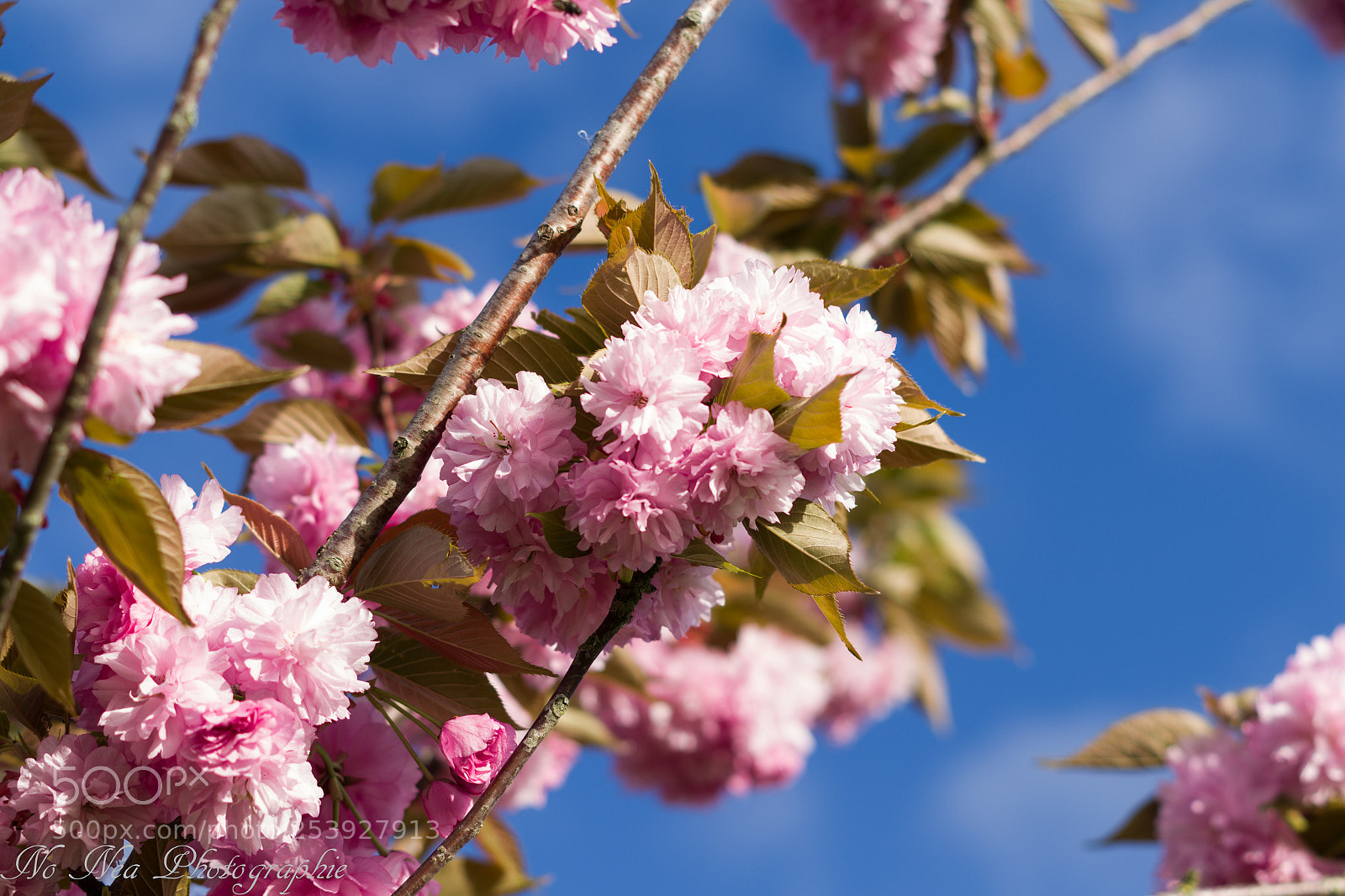 Pentax K-S2 sample photo. Pink flower photography