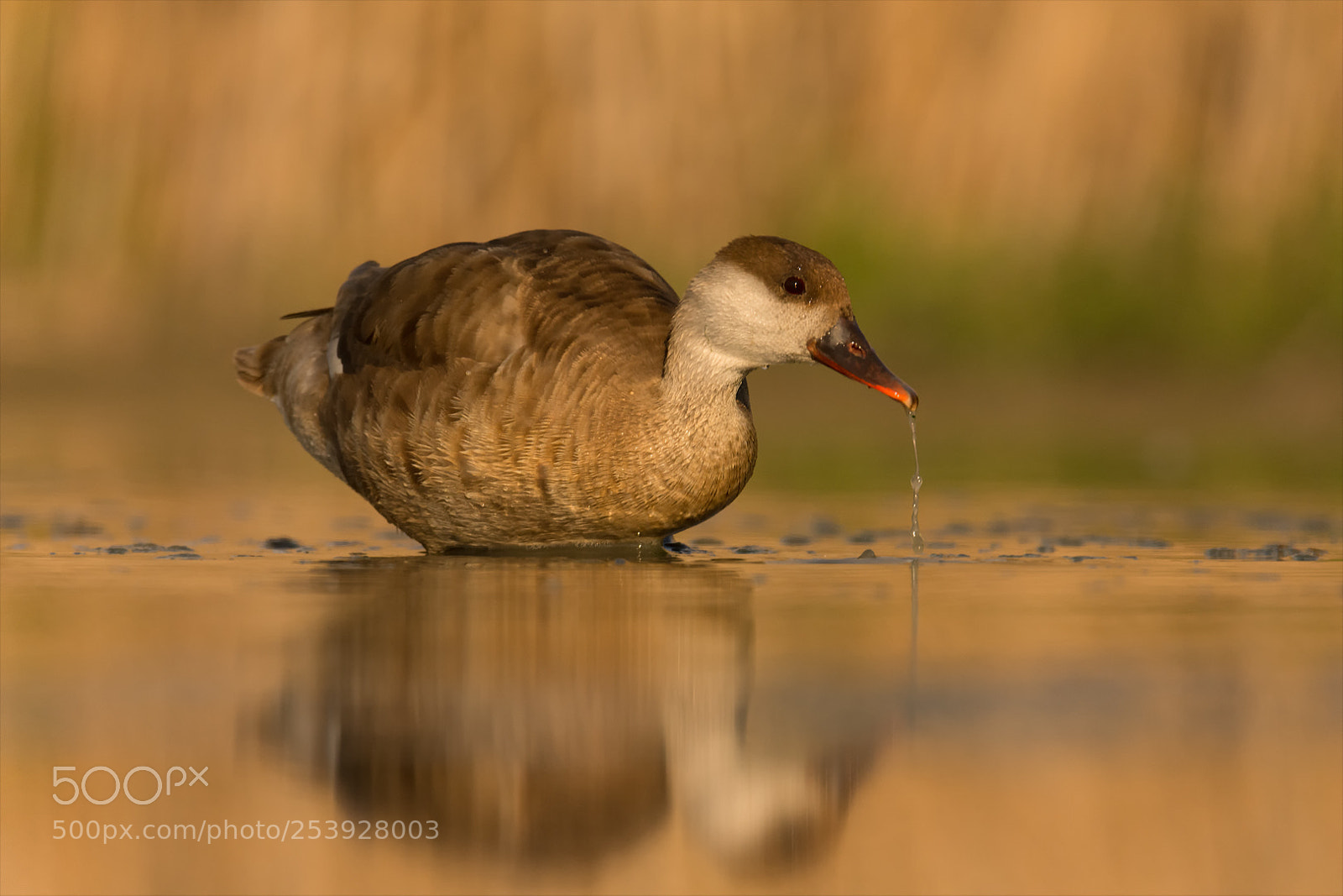 Nikon D7200 sample photo. Red-crested pochard female photography