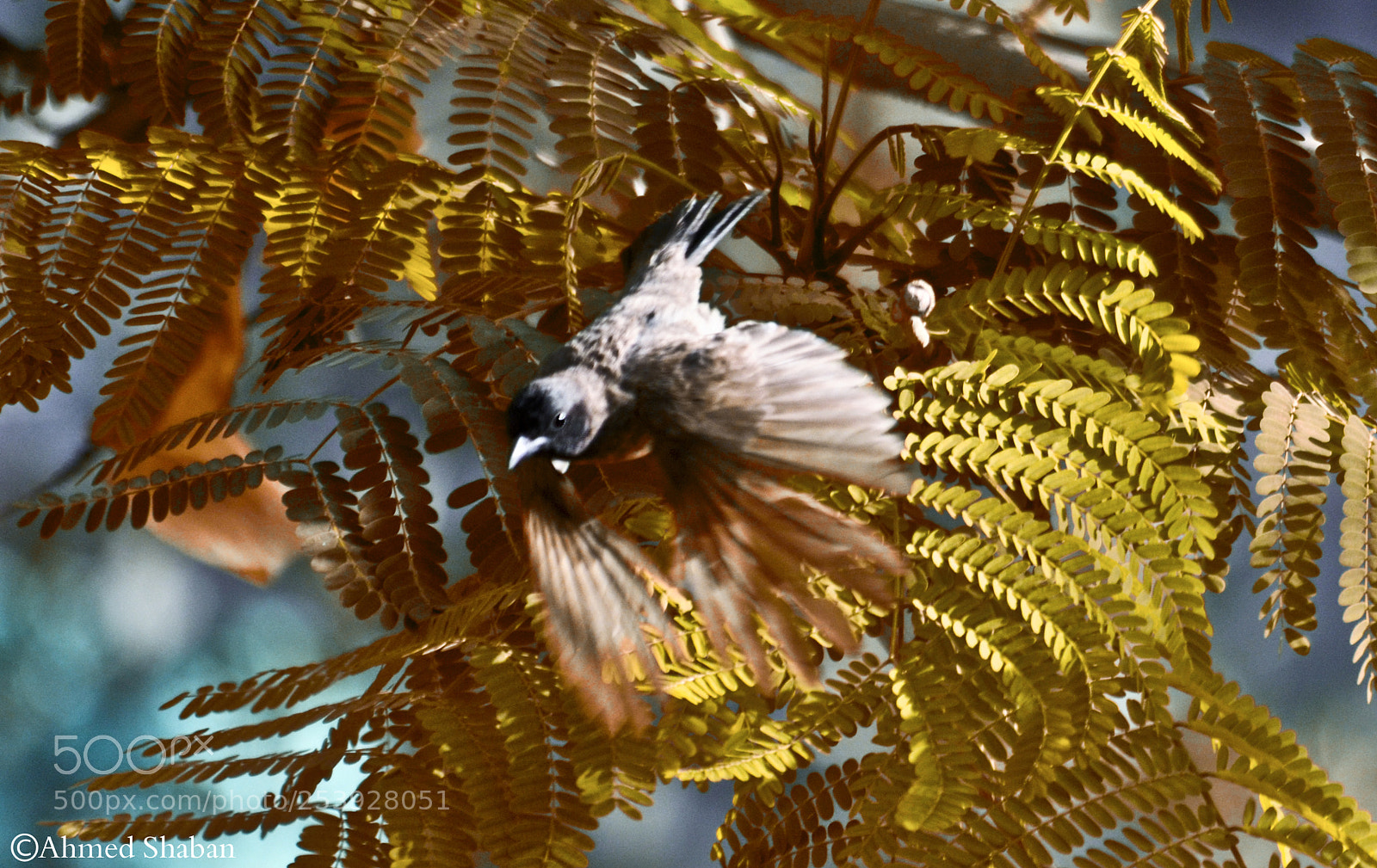 Nikon D7000 sample photo. Bird photography