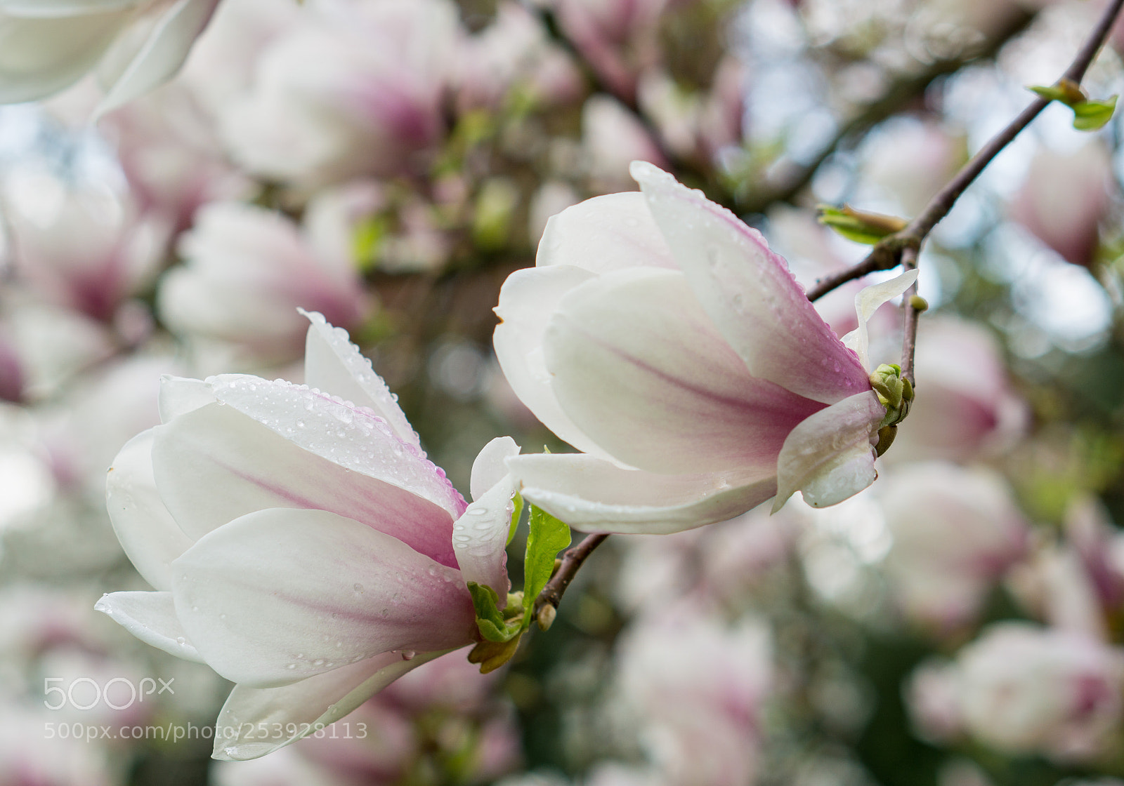Sony a6000 sample photo. - magnolia after rain - photography