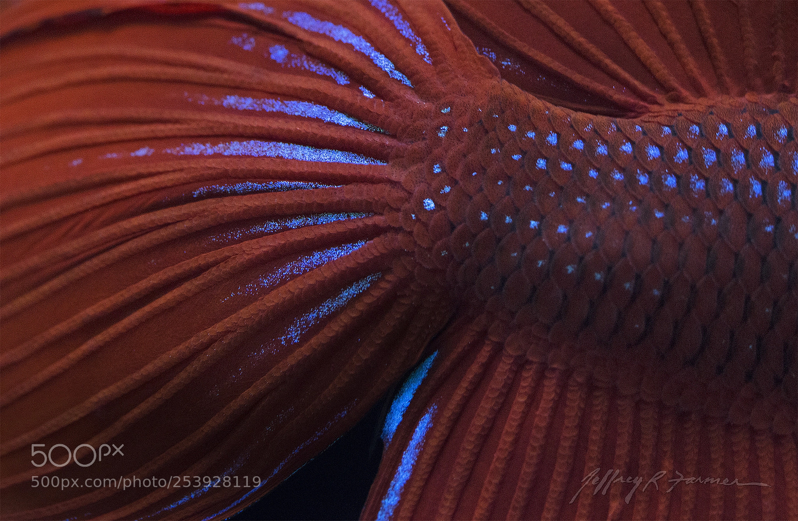 Canon EOS 70D sample photo. "veils and scales iv" photography