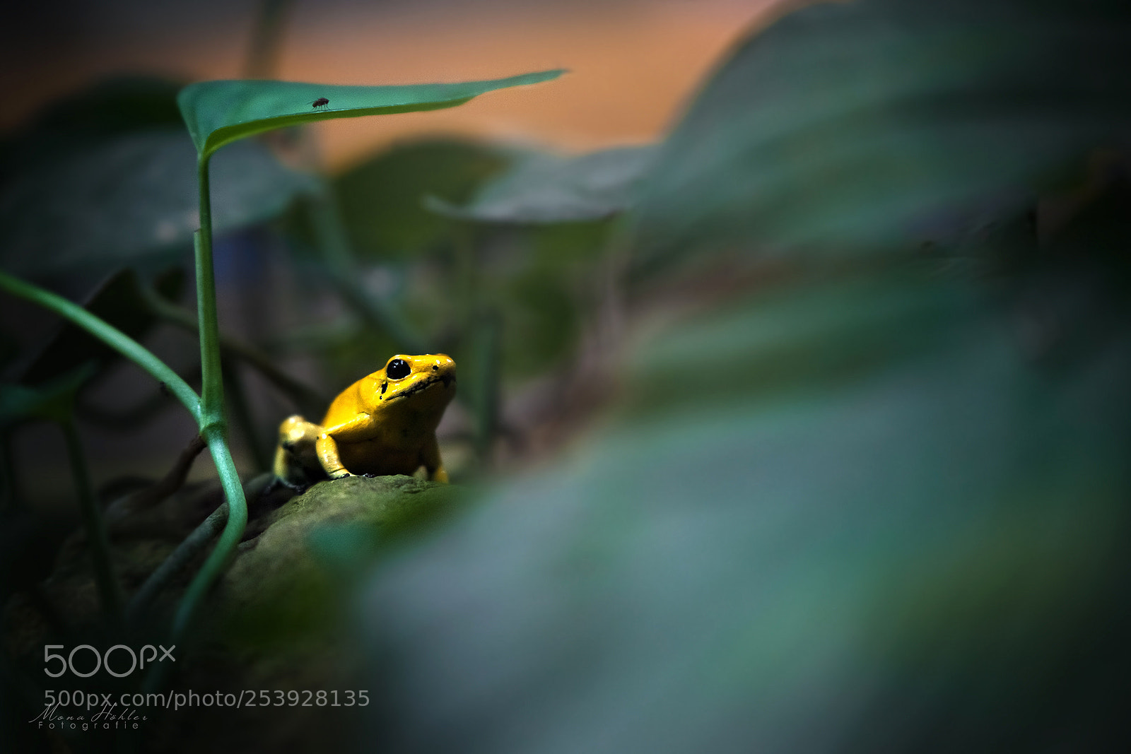 Nikon D3 sample photo. Yellow poison dart frog photography