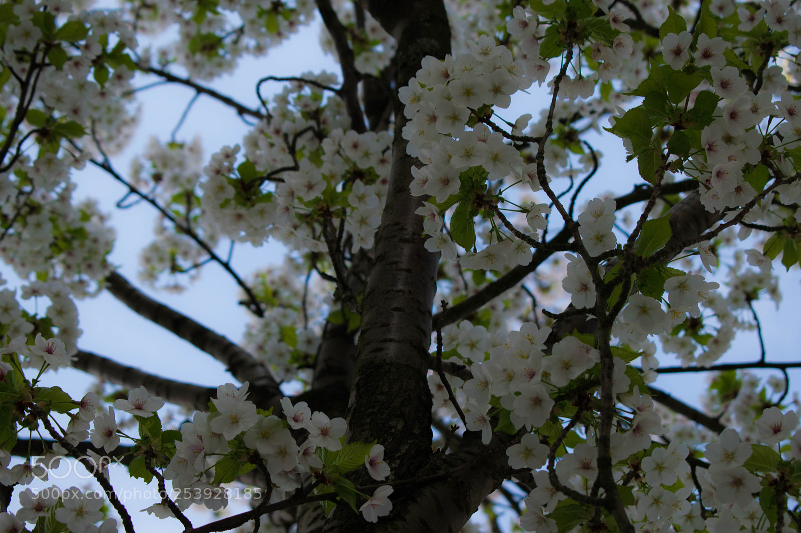 Nikon D3300 sample photo. Blossom in spring time photography