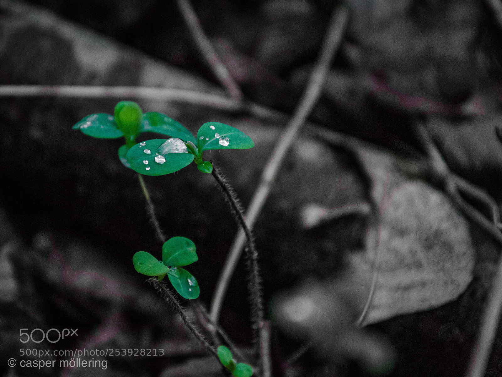 Nikon D5100 sample photo. Untitled photography