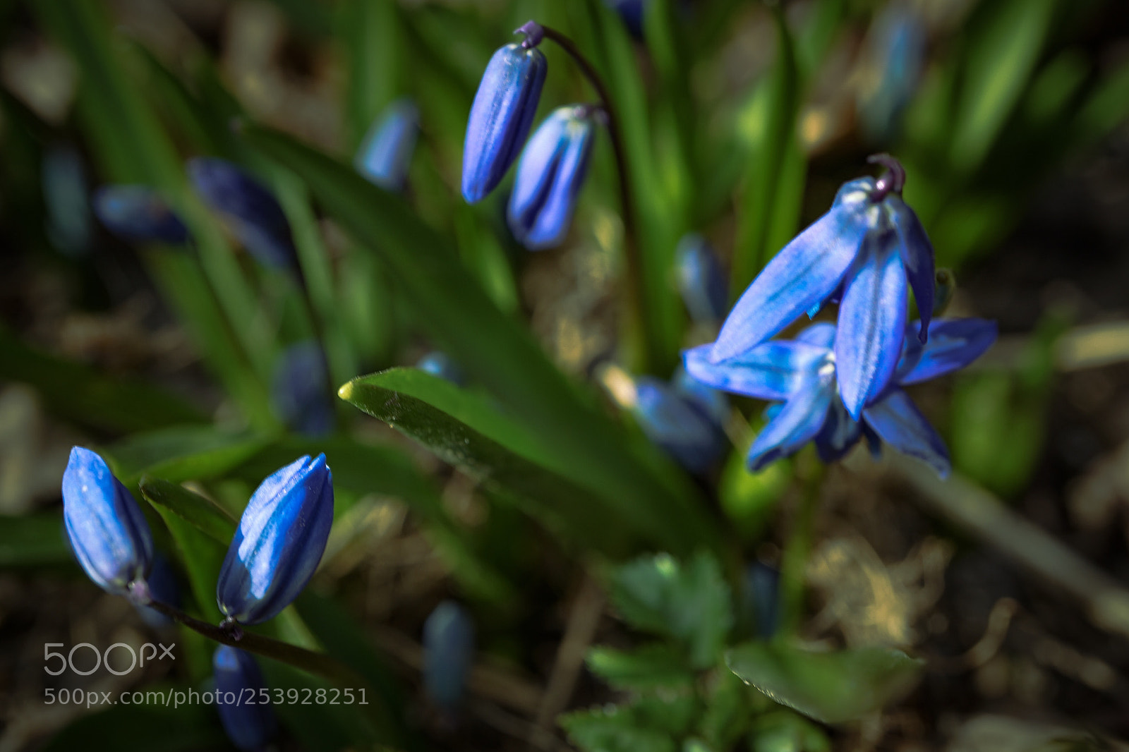 Sony a7 II sample photo. Blue spring photography