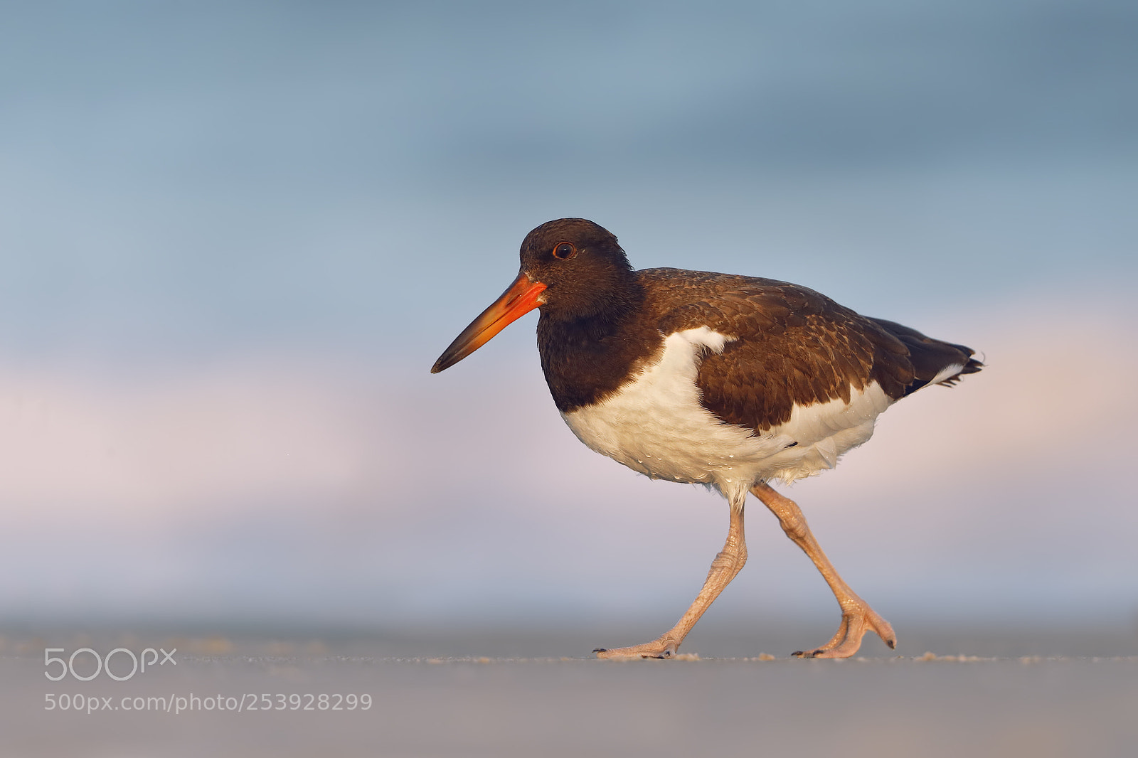 Canon EOS-1D X sample photo. American oystercatcher photography