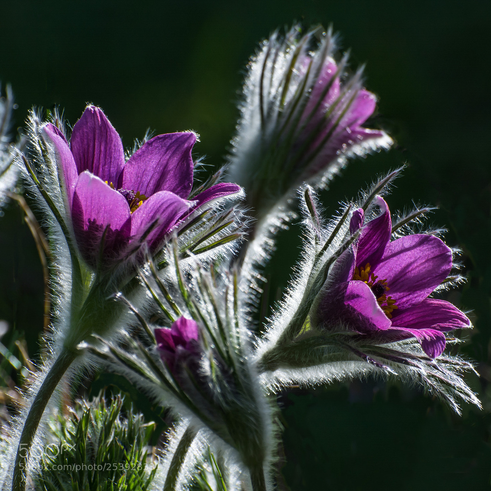 Nikon D7100 sample photo. Blütenpelz photography