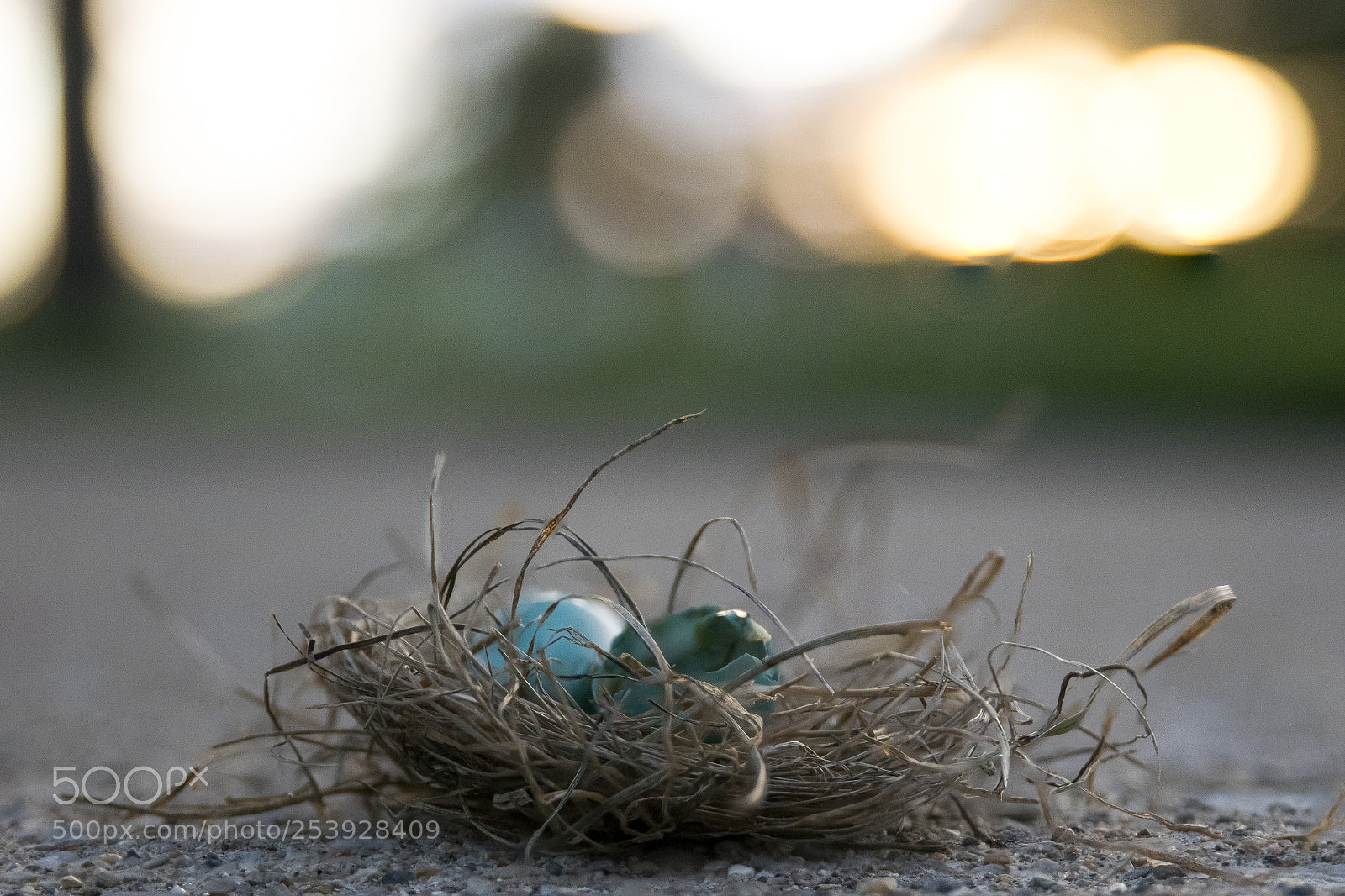 Nikon D3300 sample photo. Fallen_bluebird_nest photography