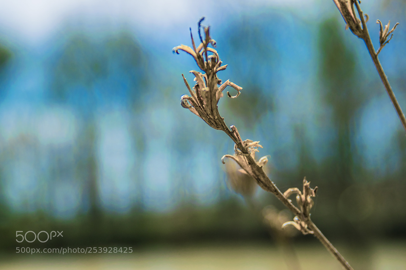 Nikon D3300 sample photo. Dead weeds photography