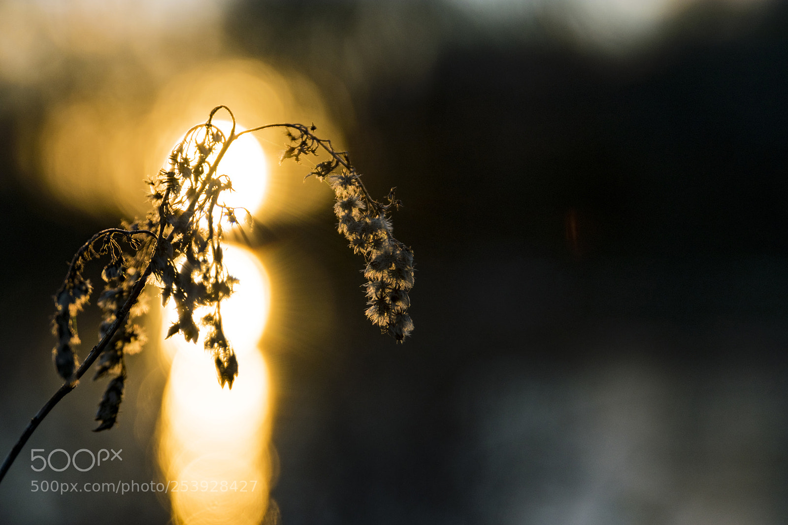 Nikon D3300 sample photo. Dying wildflowers in sunset photography