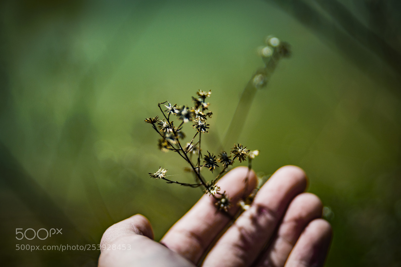 Nikon D3300 sample photo. Wildflowers in hand photography