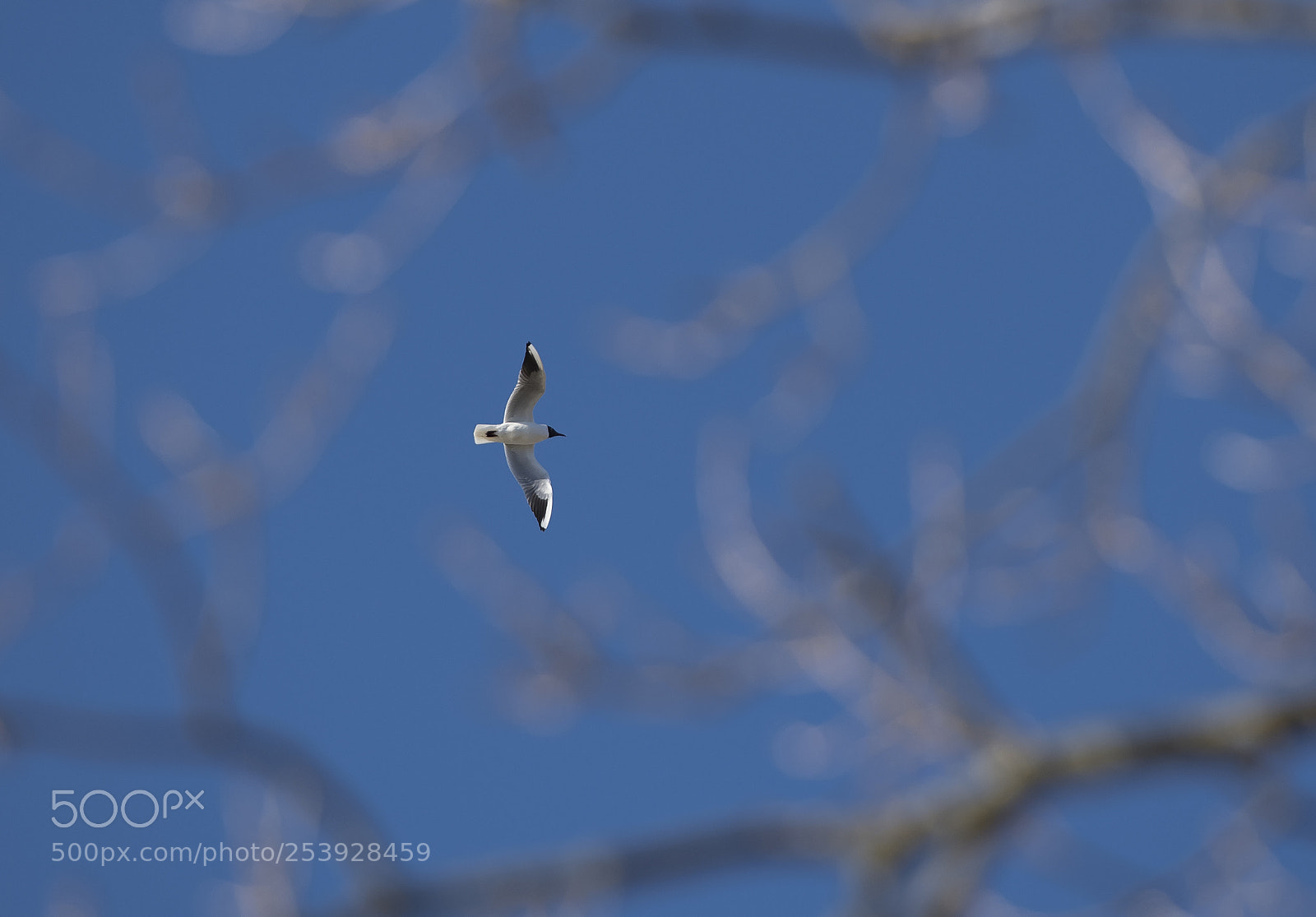 Nikon D850 sample photo. Seagull flying photography