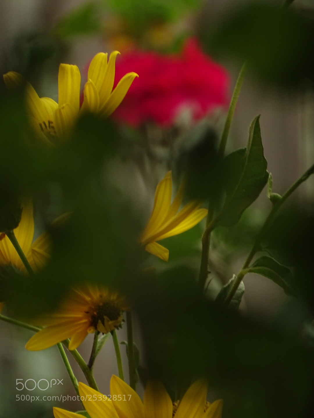 Sony Cyber-shot DSC-HX400V sample photo. Untitled photography