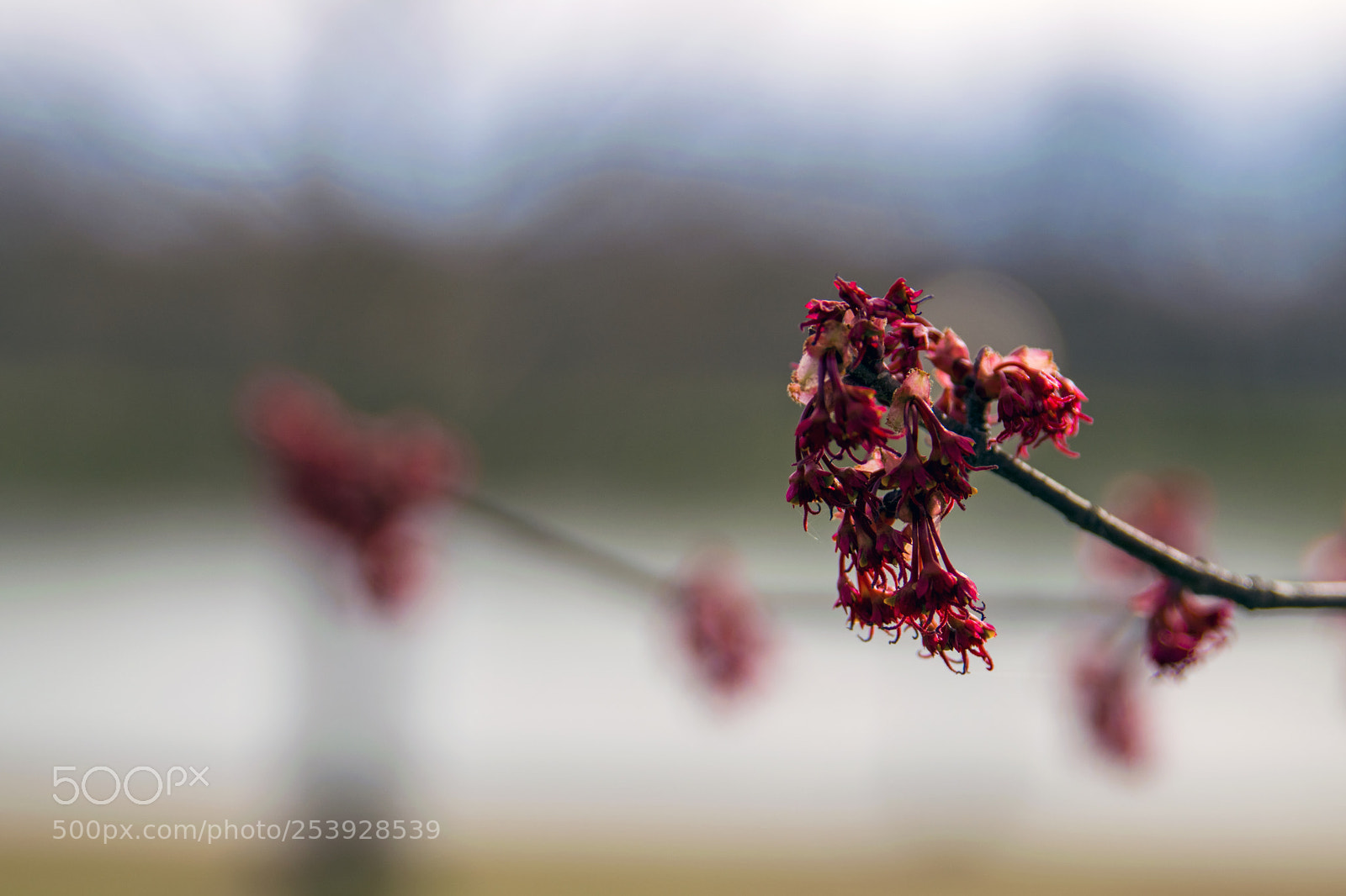 Nikon D3300 sample photo. Budding red flower photography
