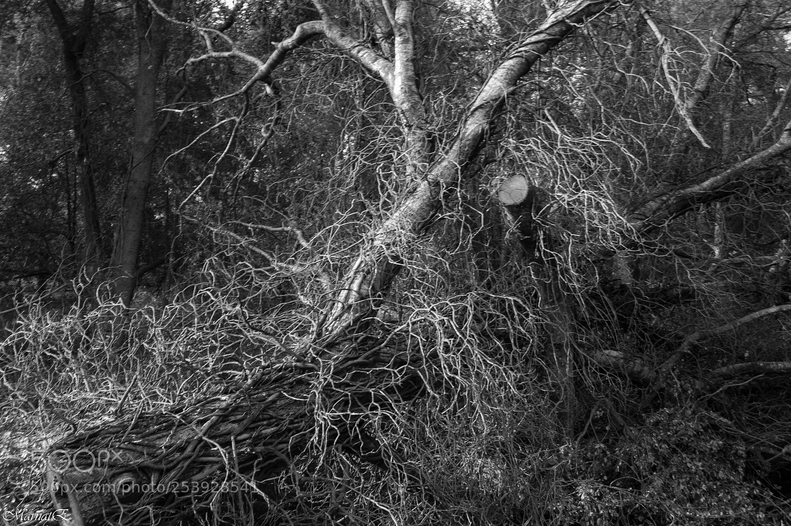 Nikon D50 sample photo. Natura primordiale. photography
