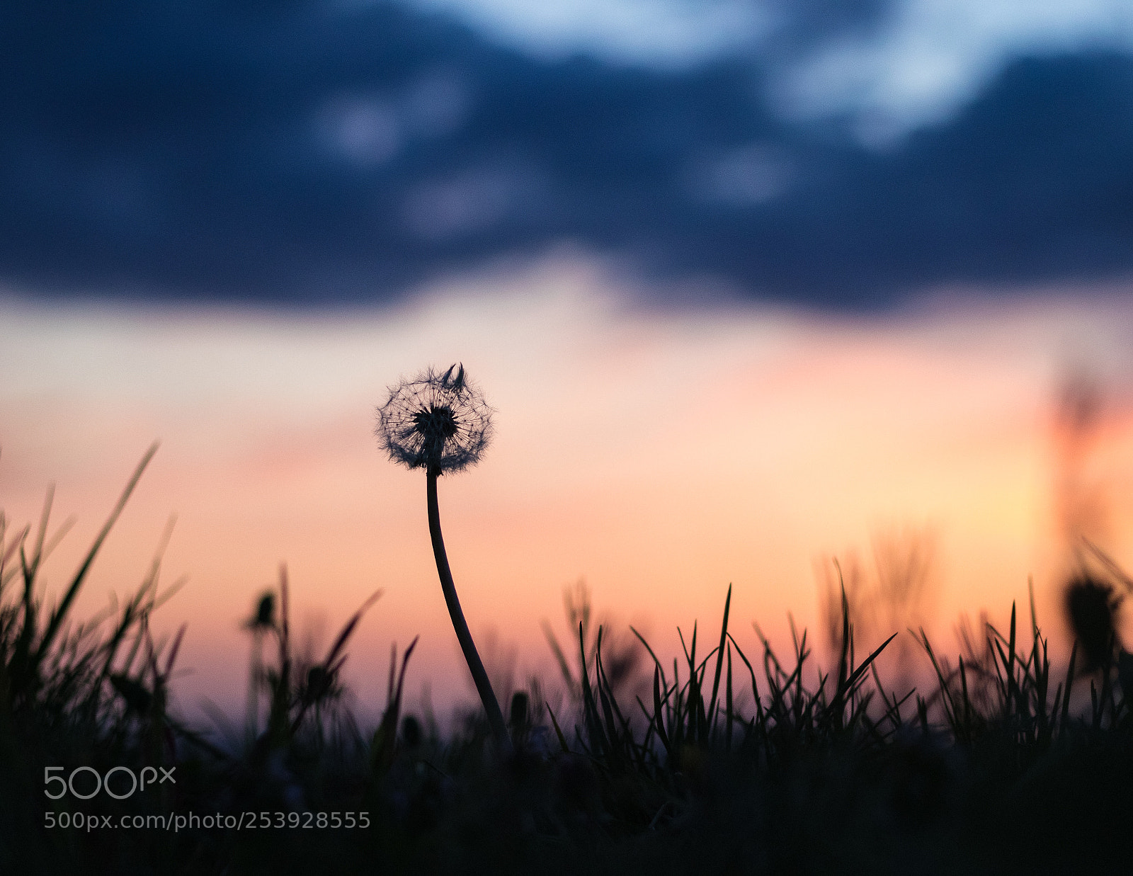 Canon EOS 80D sample photo. Löwenzahn photography