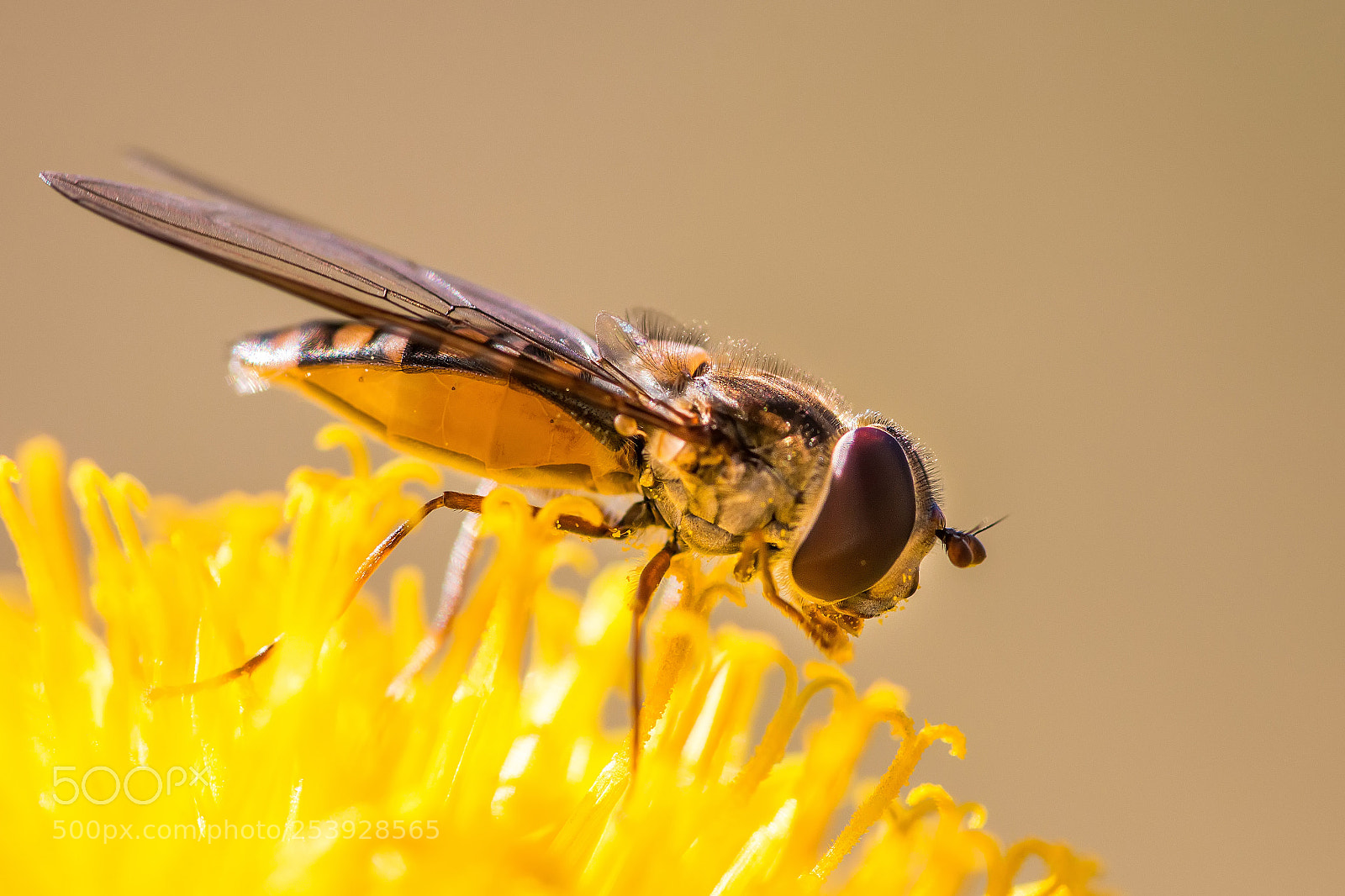 Canon EOS 70D sample photo. Insect17 photography