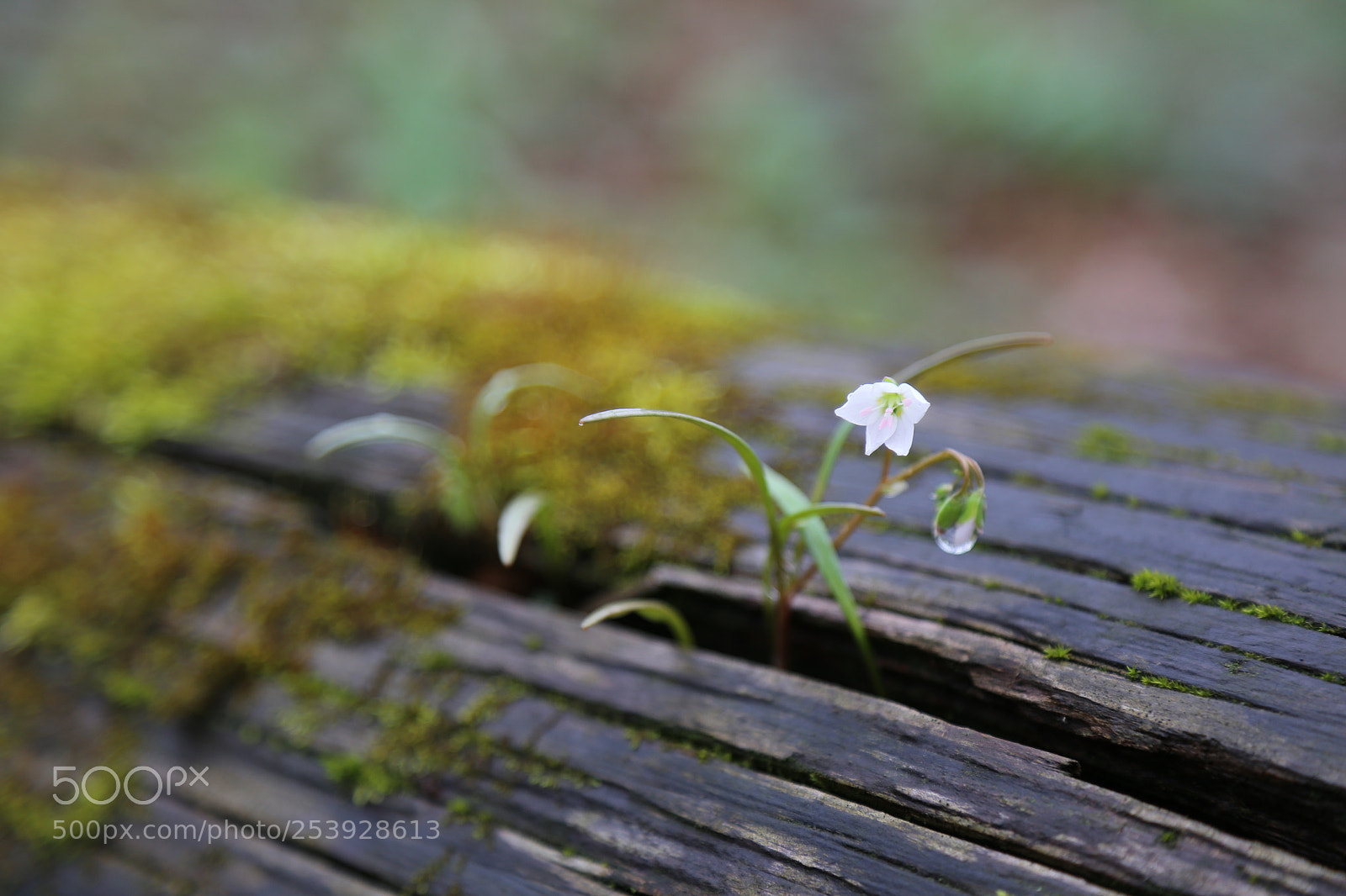 Canon EOS 6D + Canon EF 24-105mm F4L IS USM sample photo. Flower in rain 1 photography