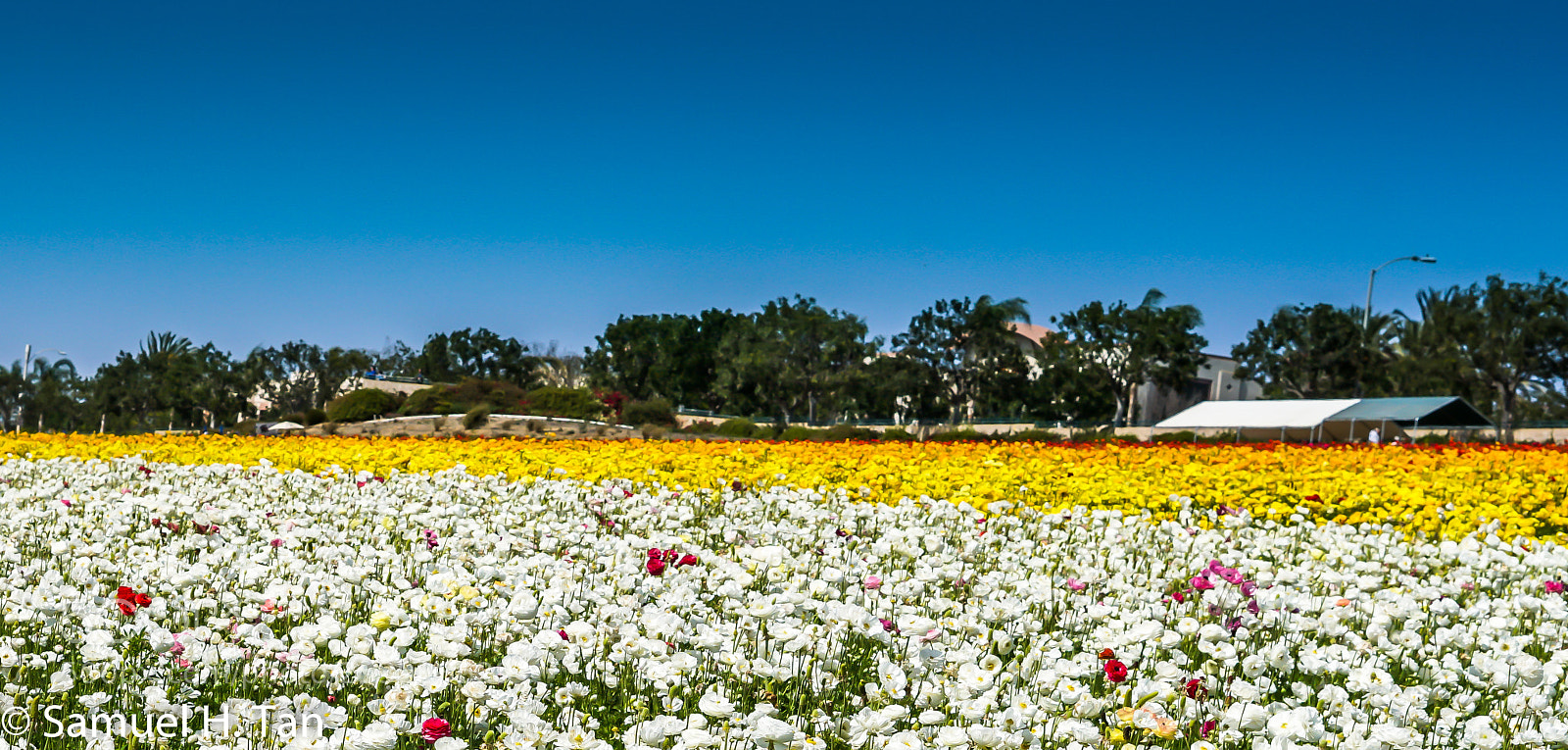 Sony a6500 sample photo. Flower field photography
