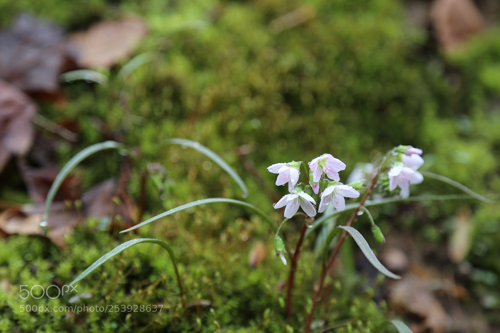 Canon EOS 6D + Canon EF 24-105mm F4L IS USM sample photo. Flower in rain 2 photography