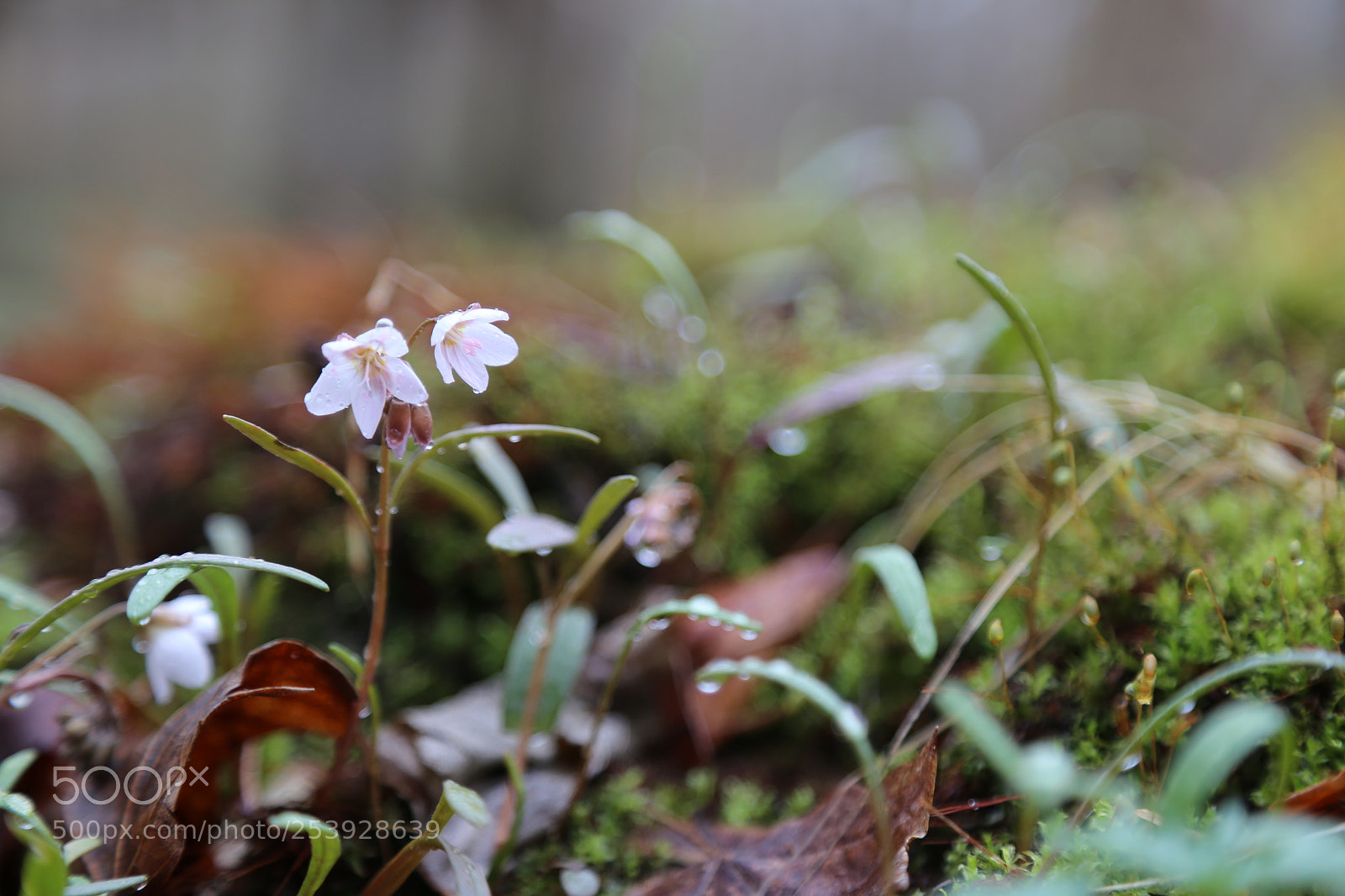 Canon EOS 6D + Canon EF 24-105mm F4L IS USM sample photo. Flower in rain 3 photography