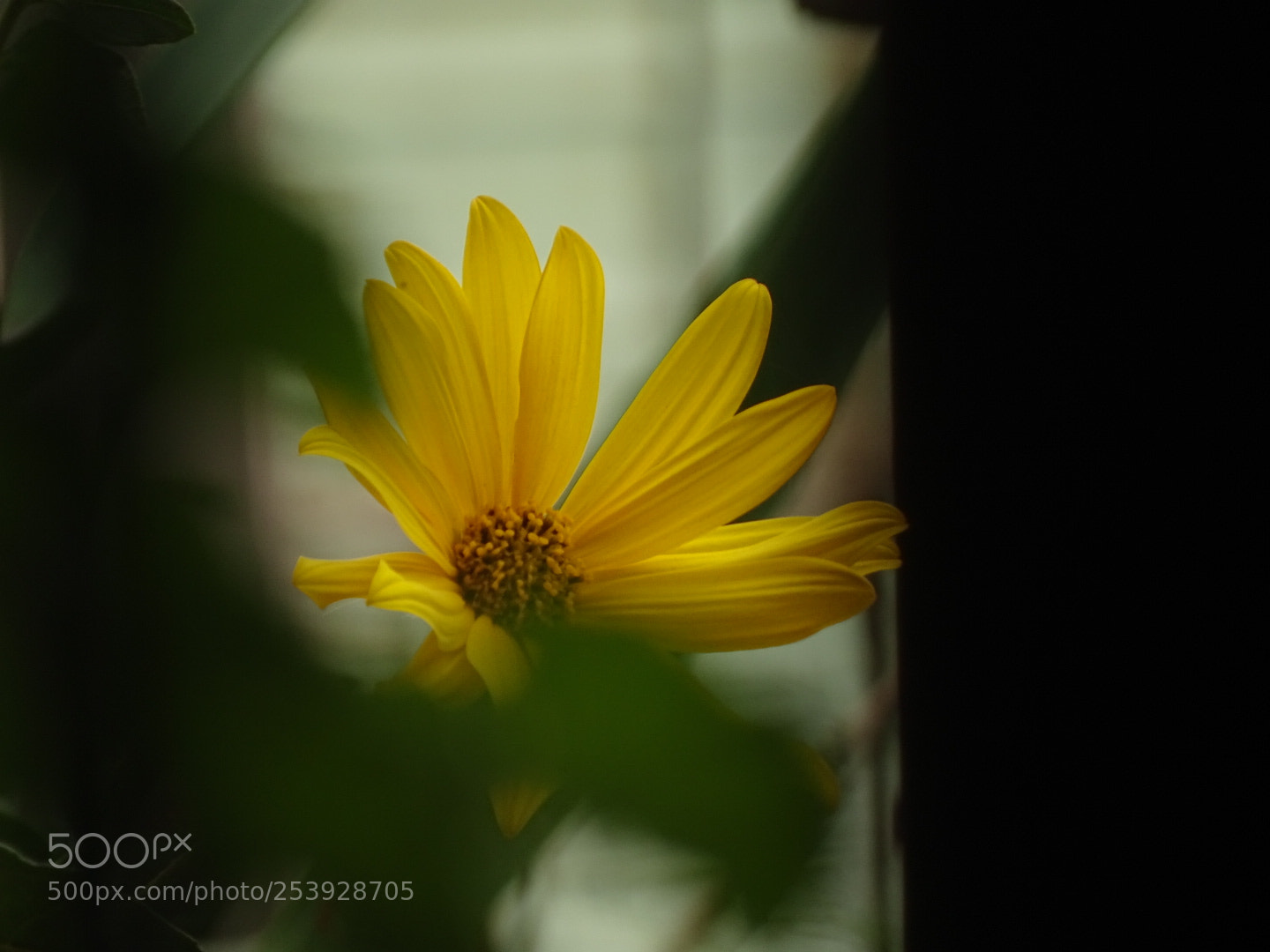 Sony Cyber-shot DSC-HX400V sample photo. Untitled photography