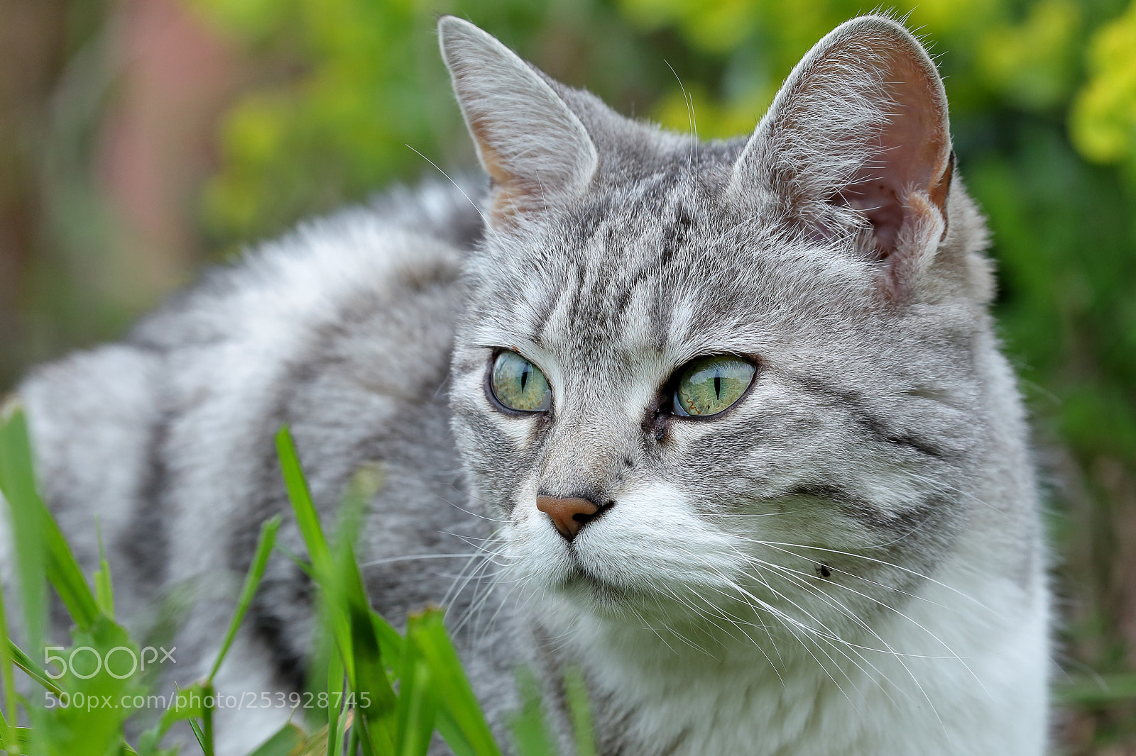 Canon EOS-1D Mark IV sample photo. Biru in the grass photography