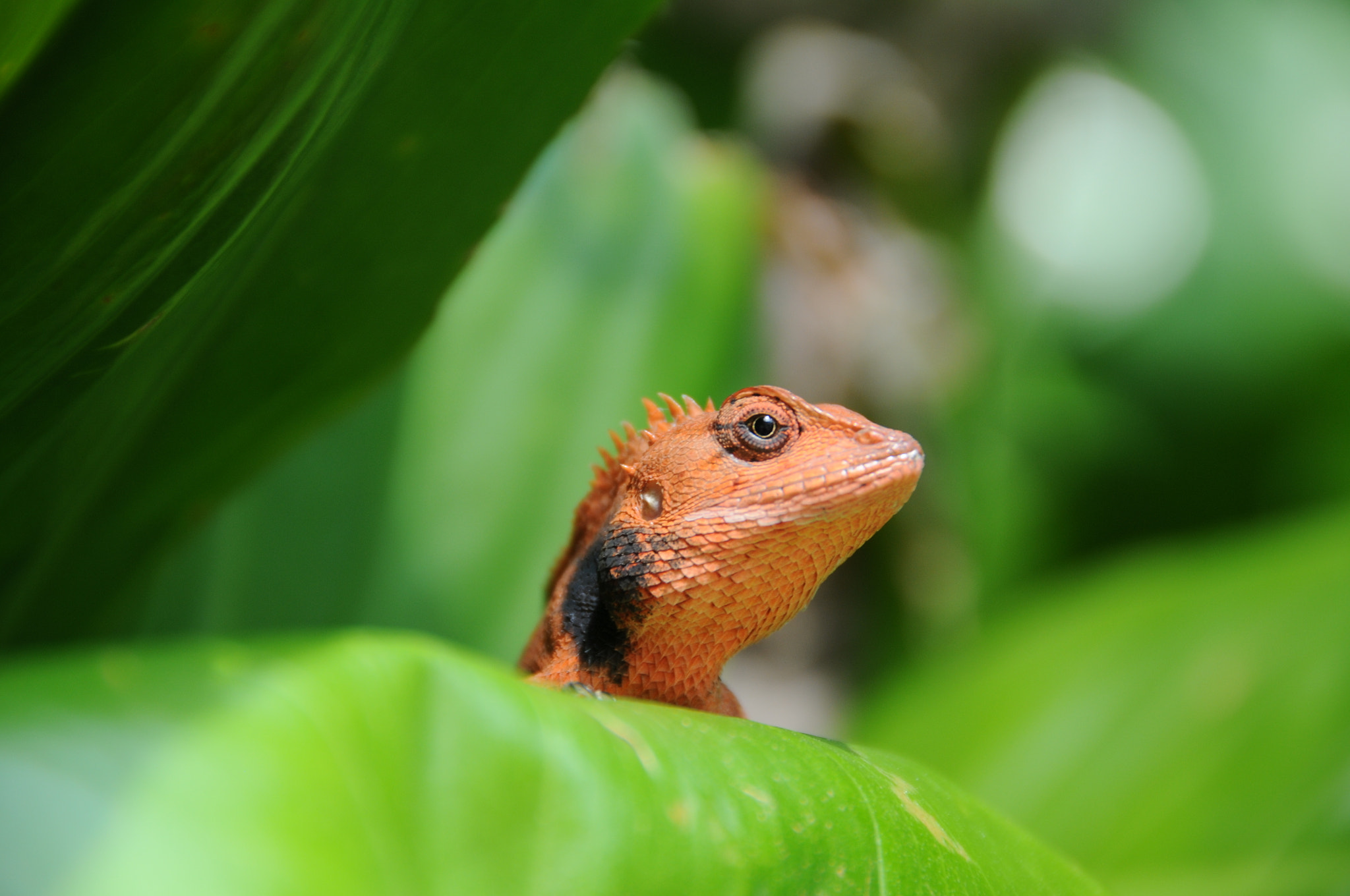 Nikon D300S sample photo. Let's meet photography