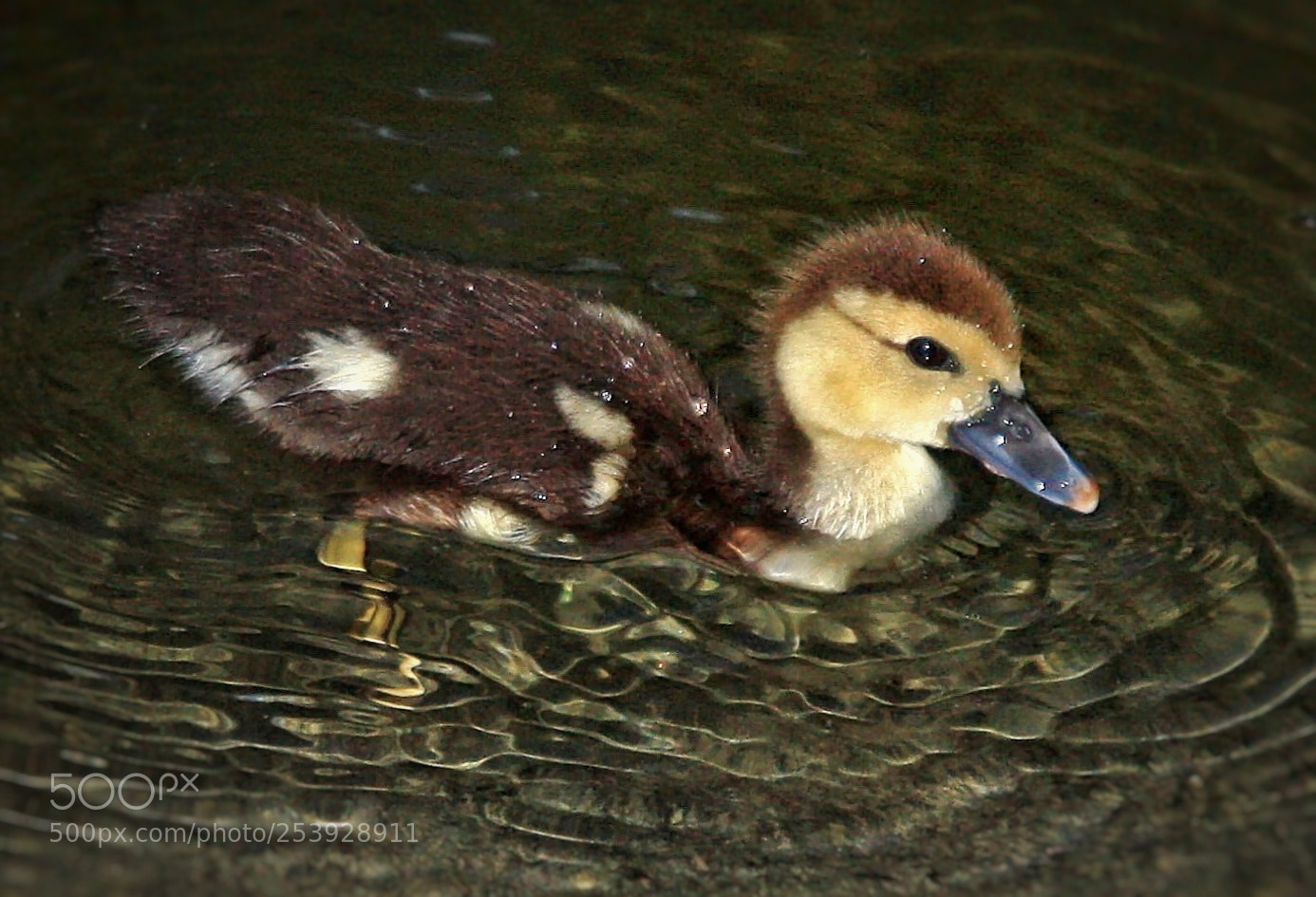 Canon EOS 450D (EOS Rebel XSi / EOS Kiss X2) sample photo. Little duck photography