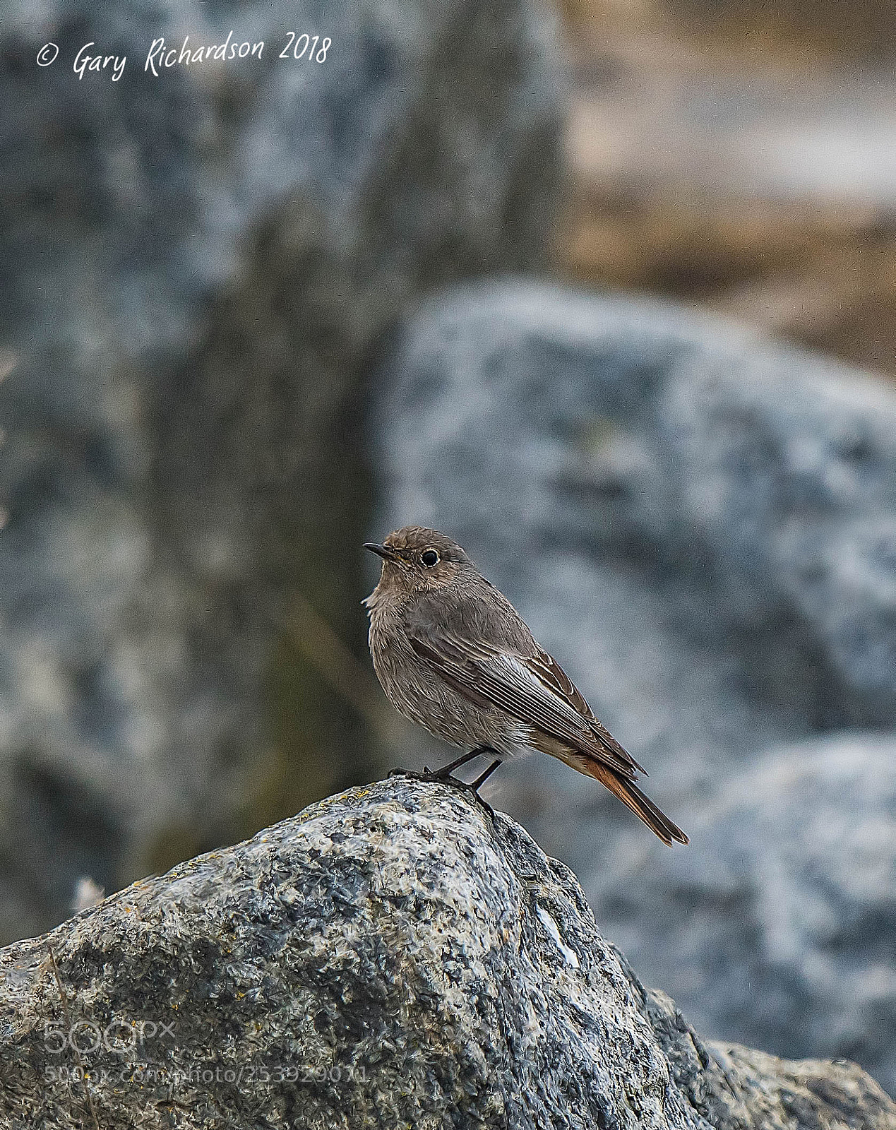 Nikon D500 sample photo. Black redstart photography