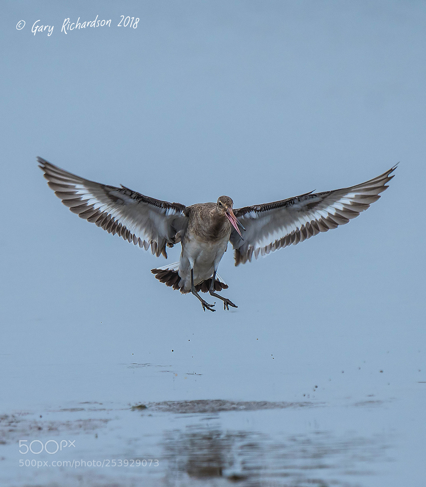 Nikon D500 sample photo. Black tailed godwit photography